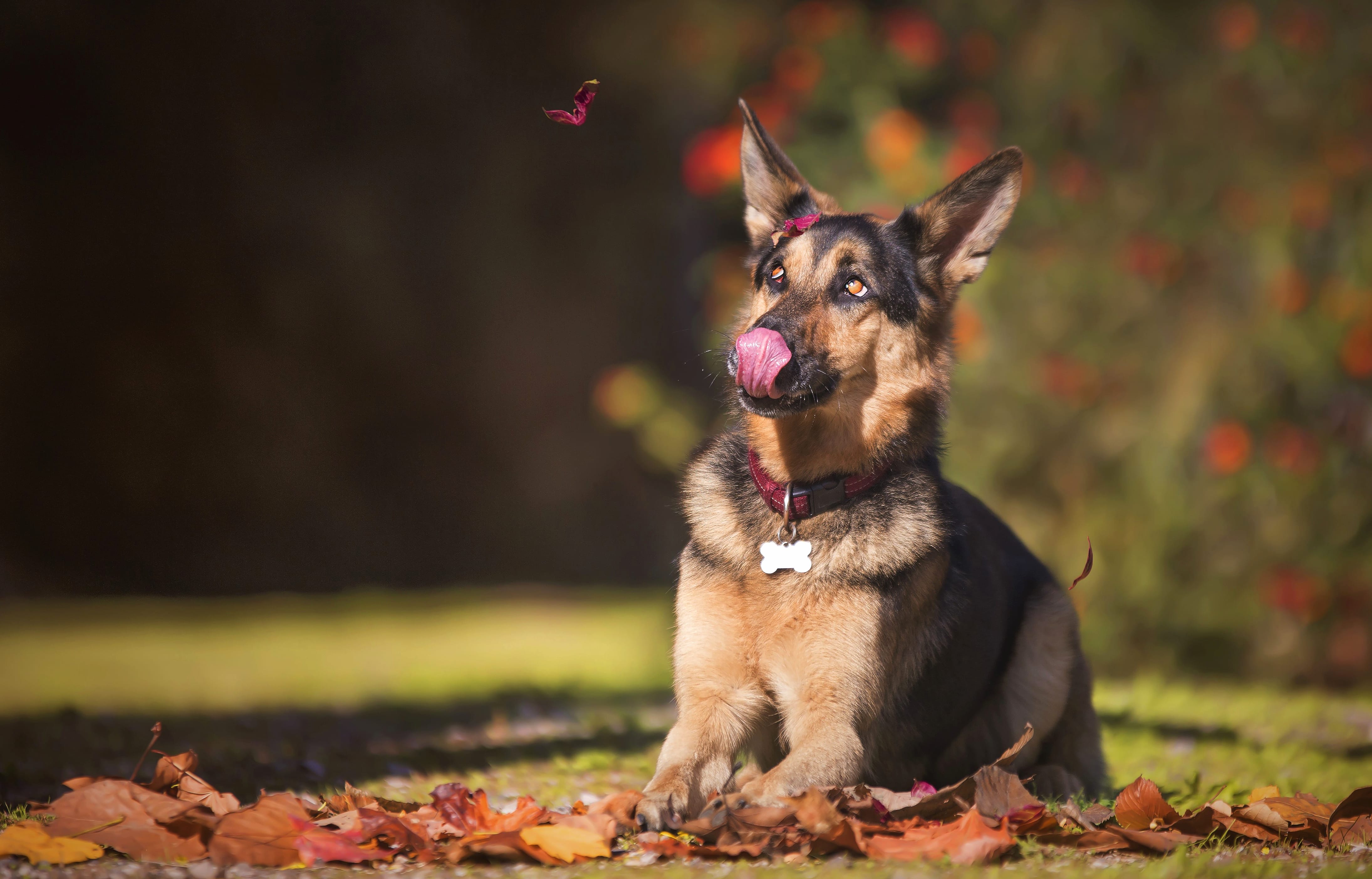 German Shepherd with Butterfly - at 750 x 1334 iPhone 6 size wallpapers HD quality