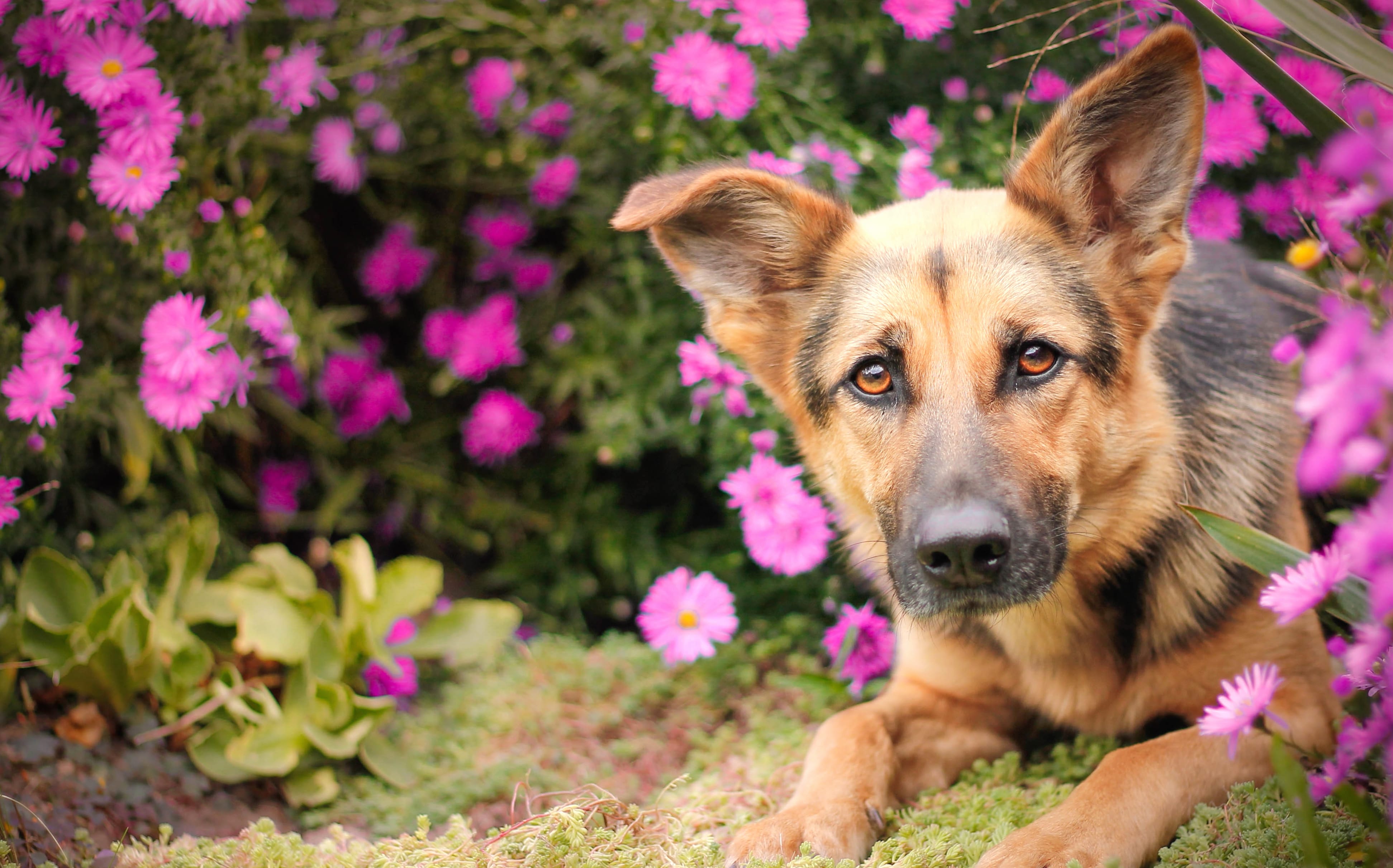 German Shepherd with Pink Daisies - wallpapers HD quality