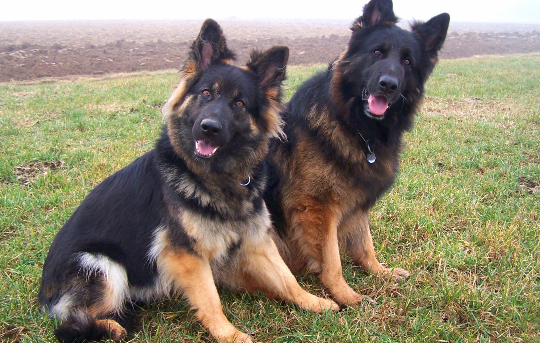 German Shepherds Duo wallpapers HD German Shepherds Duo wallpapers HD quality