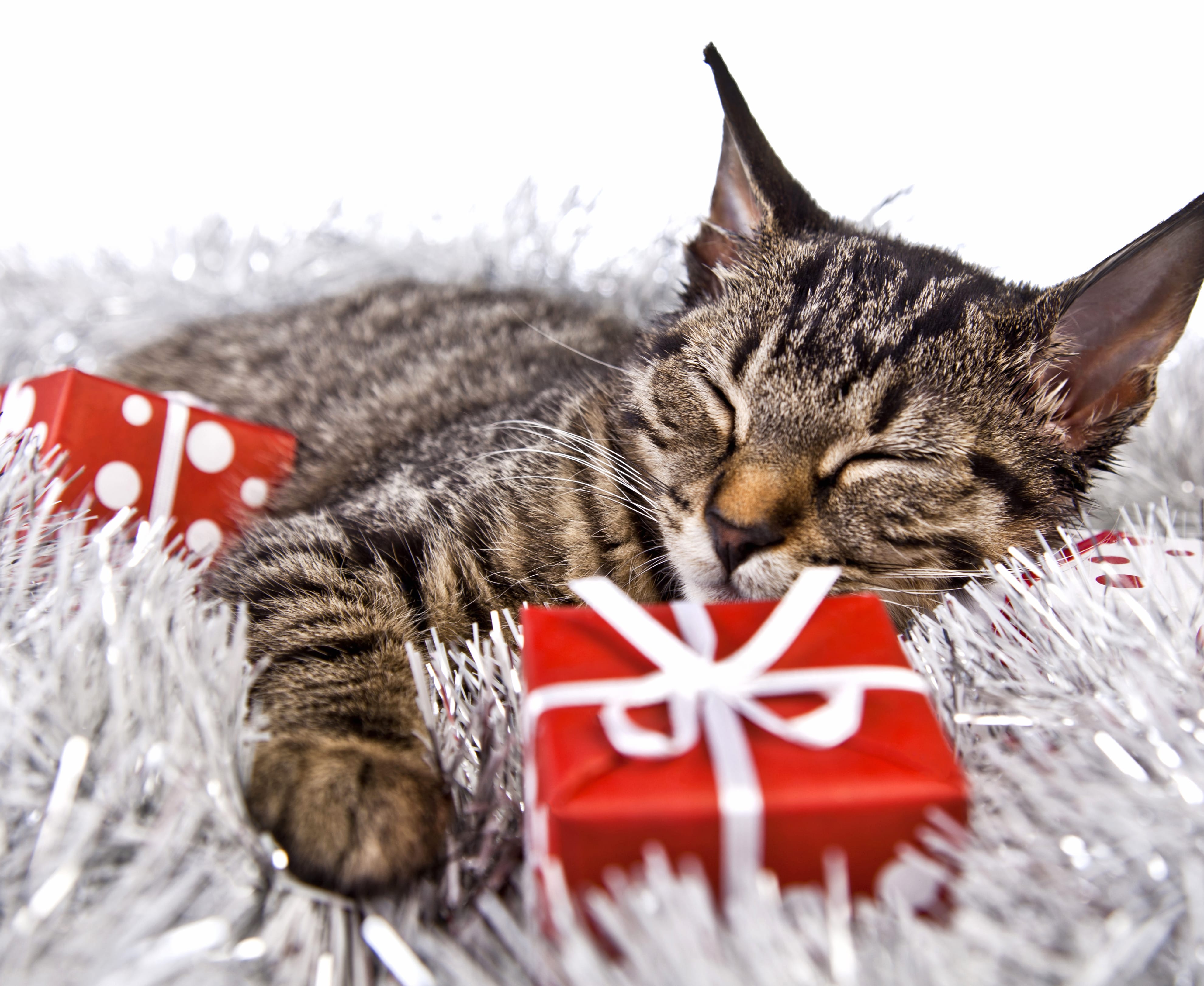 Gift Sleeping Animal Cat wallpapers HD quality