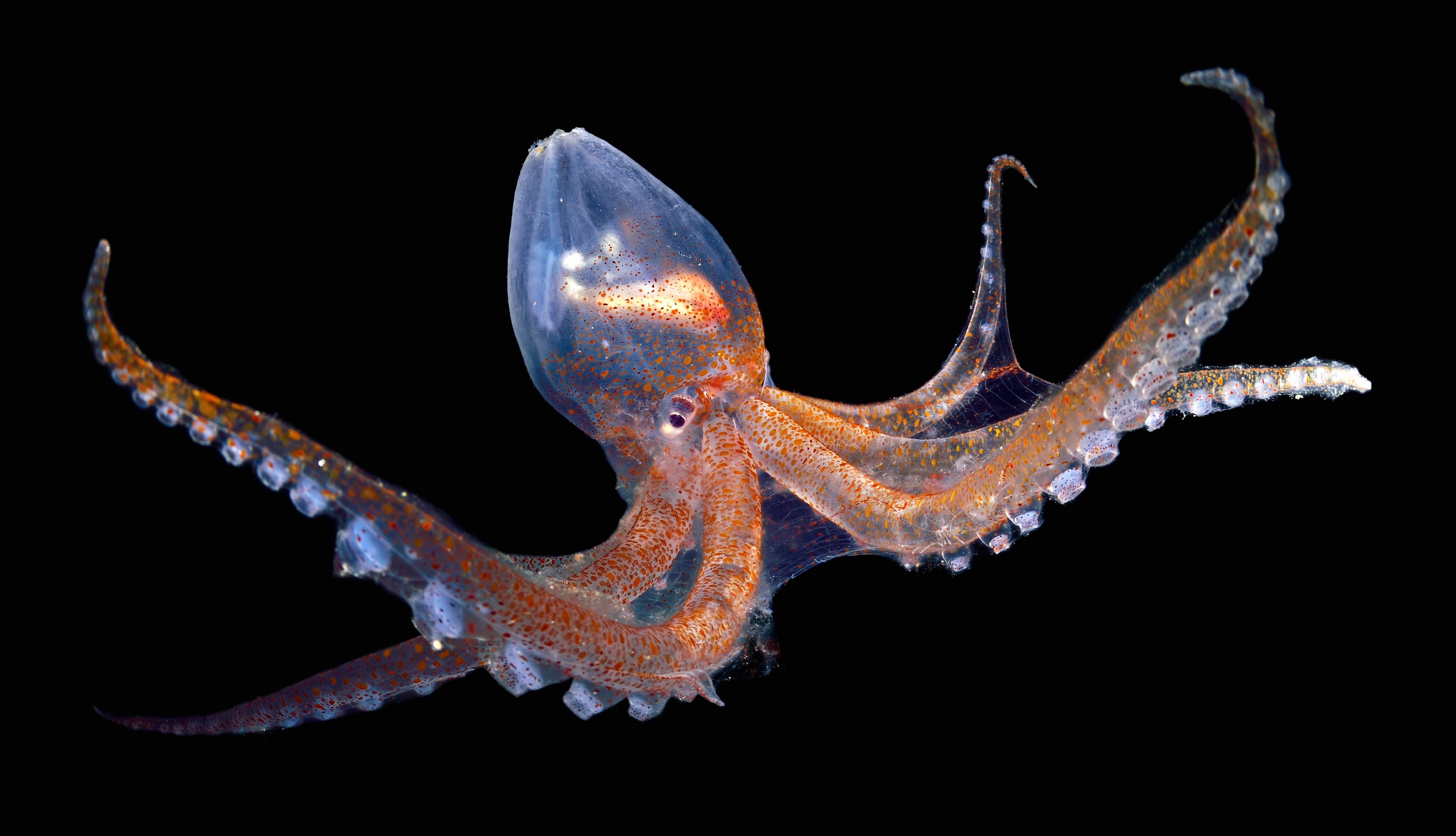 Glass Octopus Animal Octopus wallpapers HD Glass Octopus Animal Octopus wallpapers HD quality