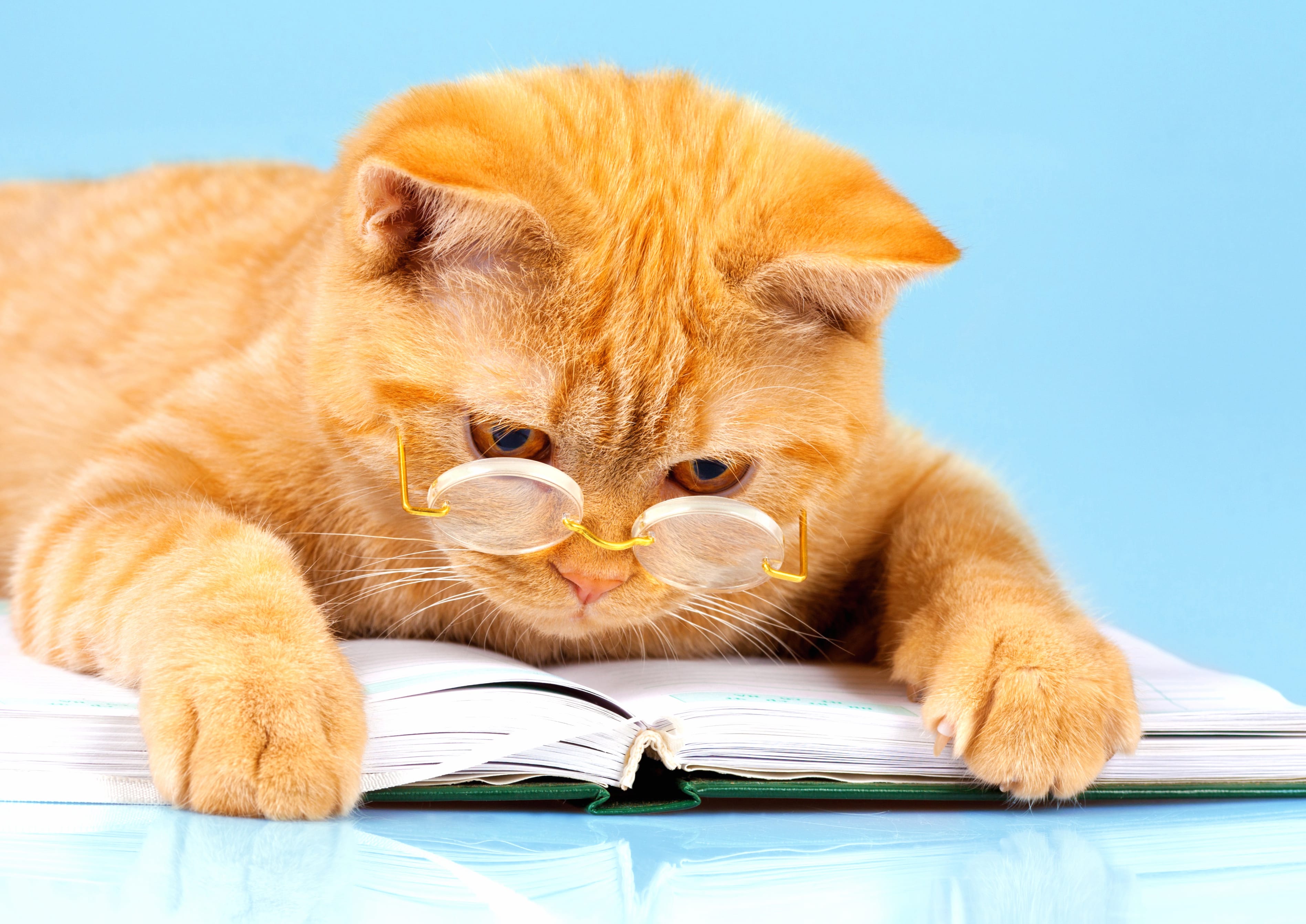 Glasses Book Humor Animal Cat wallpapers HD quality