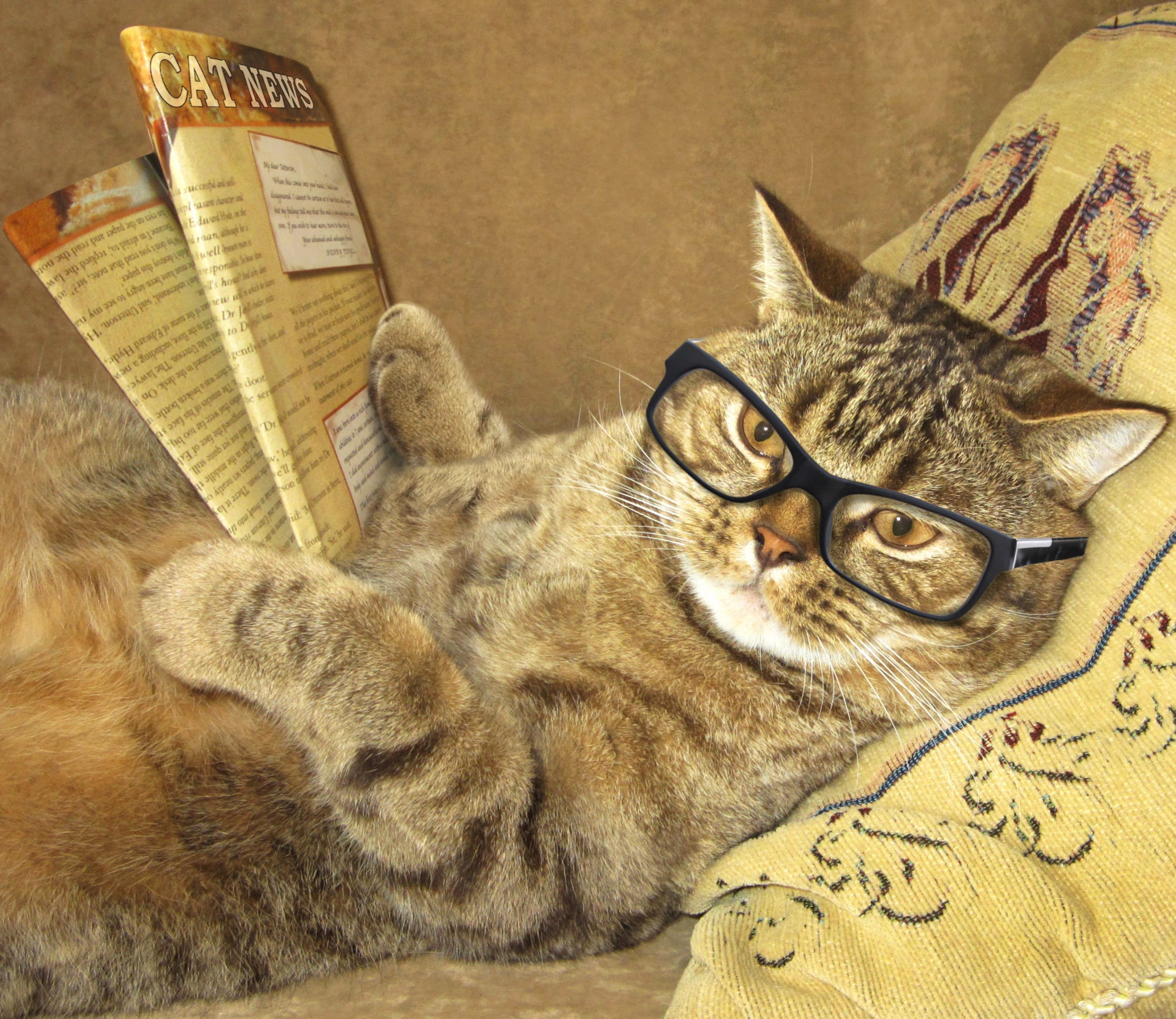 Glasses Funny Cat wallpapers HD quality