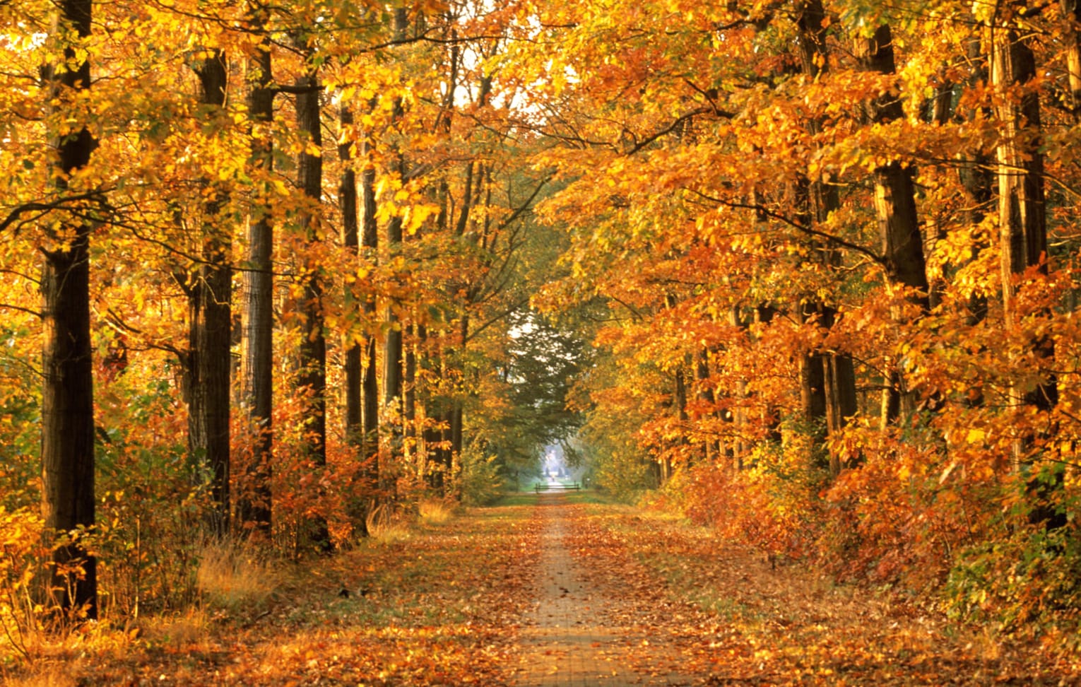 Golden Autumn Path - at 1152 x 864 size wallpapers HD quality