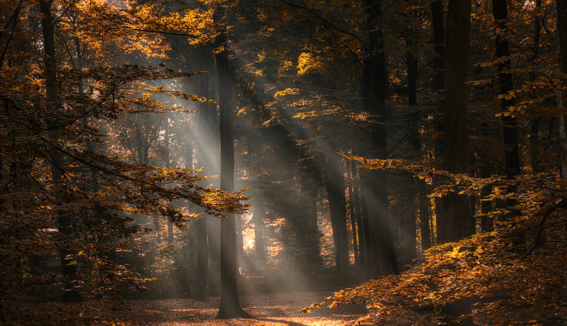 Golden Fall Forest Sunbeam - at 1600 x 1200 size wallpapers HD quality