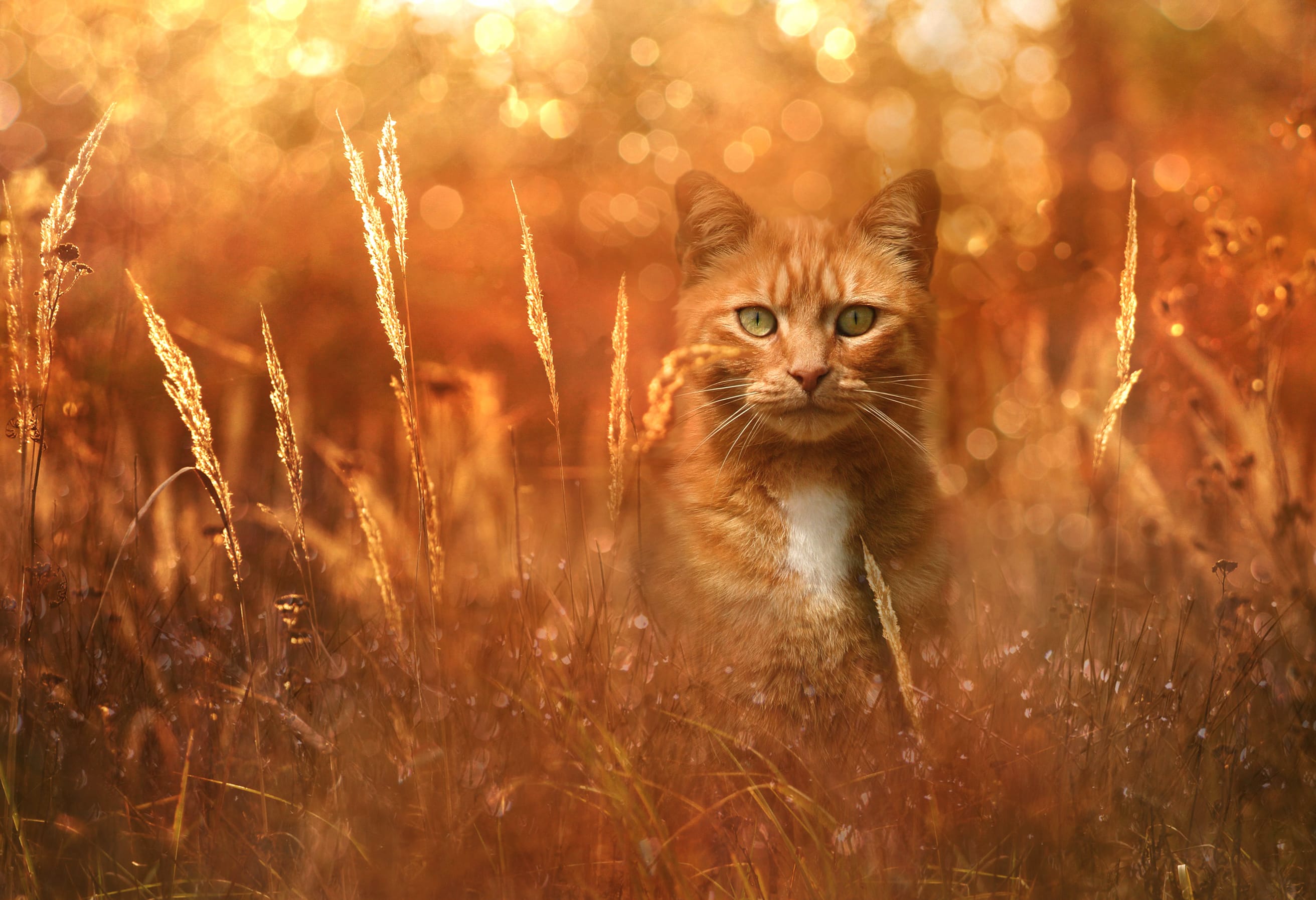 Golden Gaze Cat - wallpapers HD quality