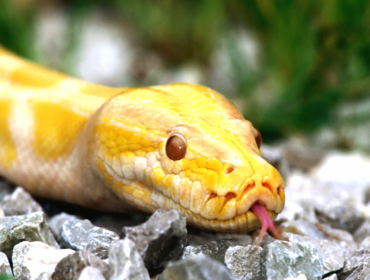 Golden Python at 1024 x 768 size wallpapers HD quality