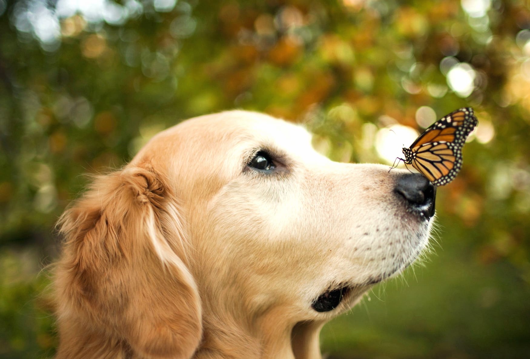 Golden Retriever and Butterfly Bokeh wallpapers HD quality