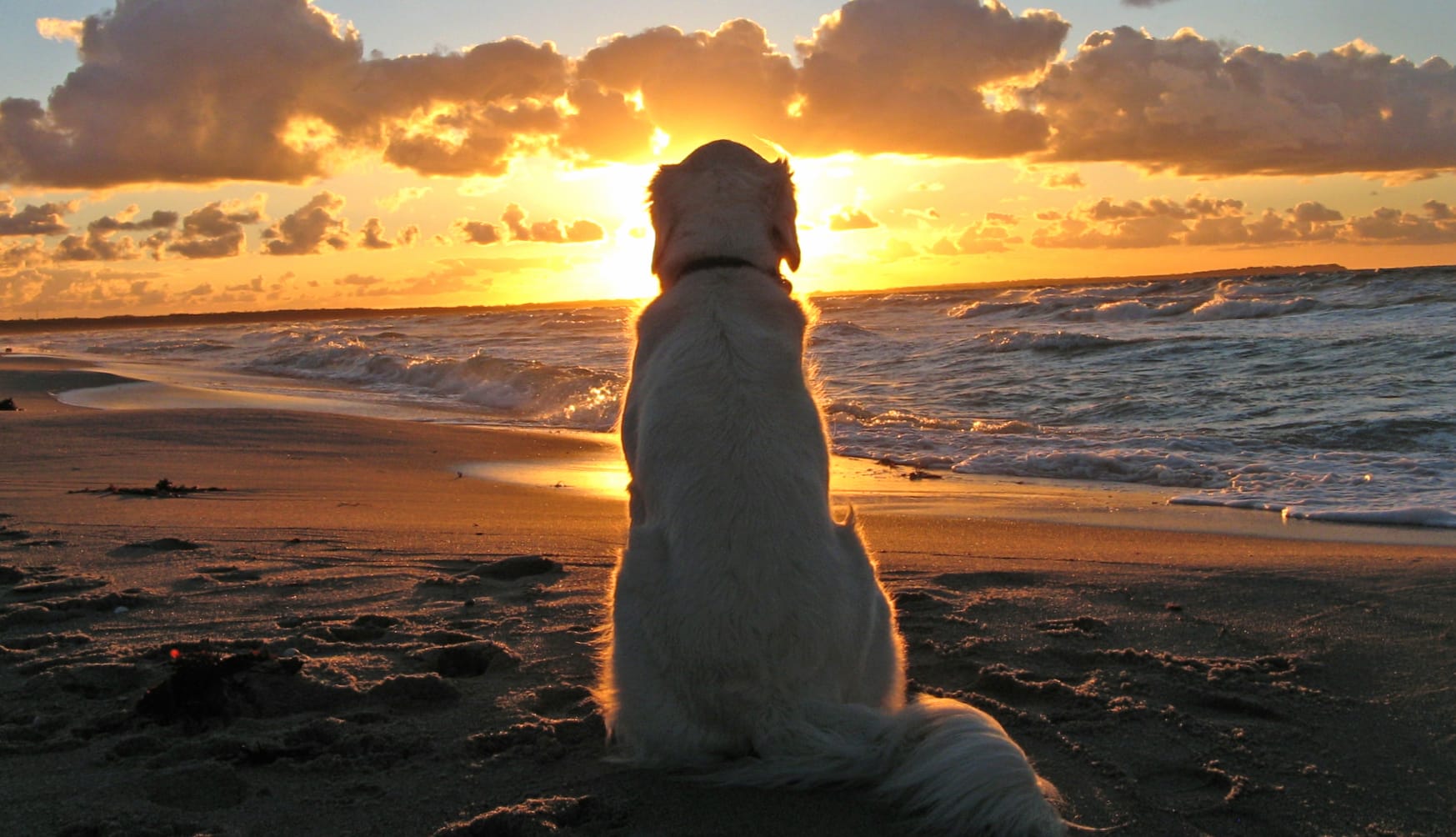 Golden Retriever at Sunset Beach - wallpapers HD quality