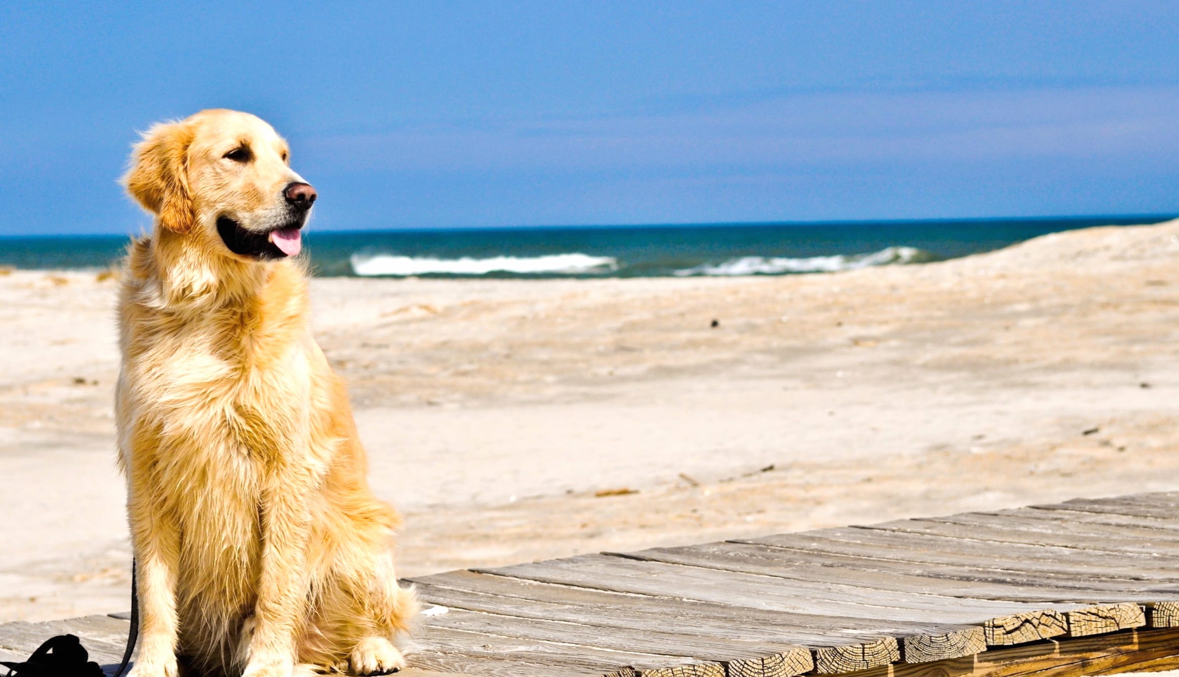 Golden Retriever Beach Bliss wallpapers HD quality