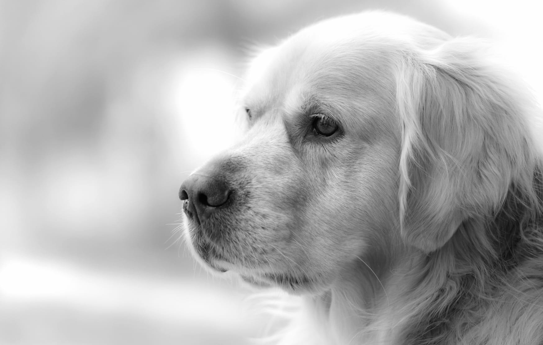 Golden Retriever Black & White wallpapers HD Golden Retriever Black & White wallpapers HD quality