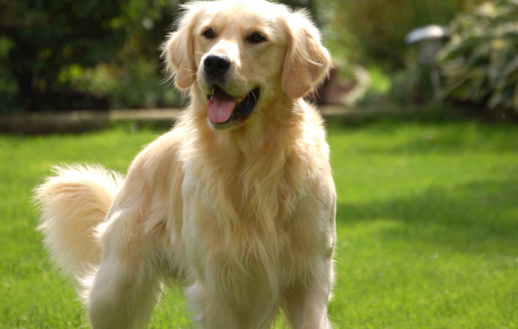 Golden Retriever Bliss wallpapers HD quality