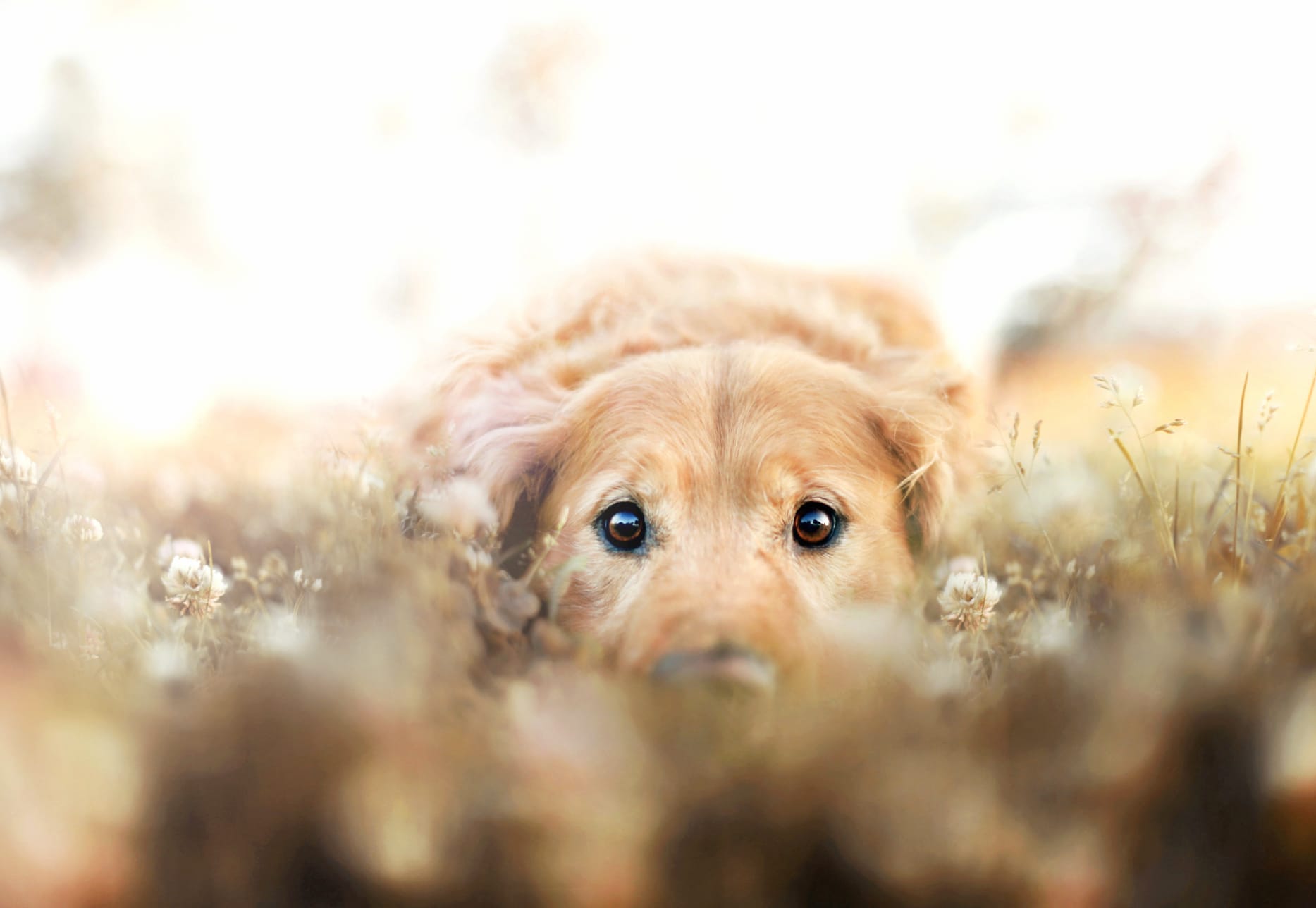 Golden Retriever Bliss for Animal Lovers wallpapers HD quality