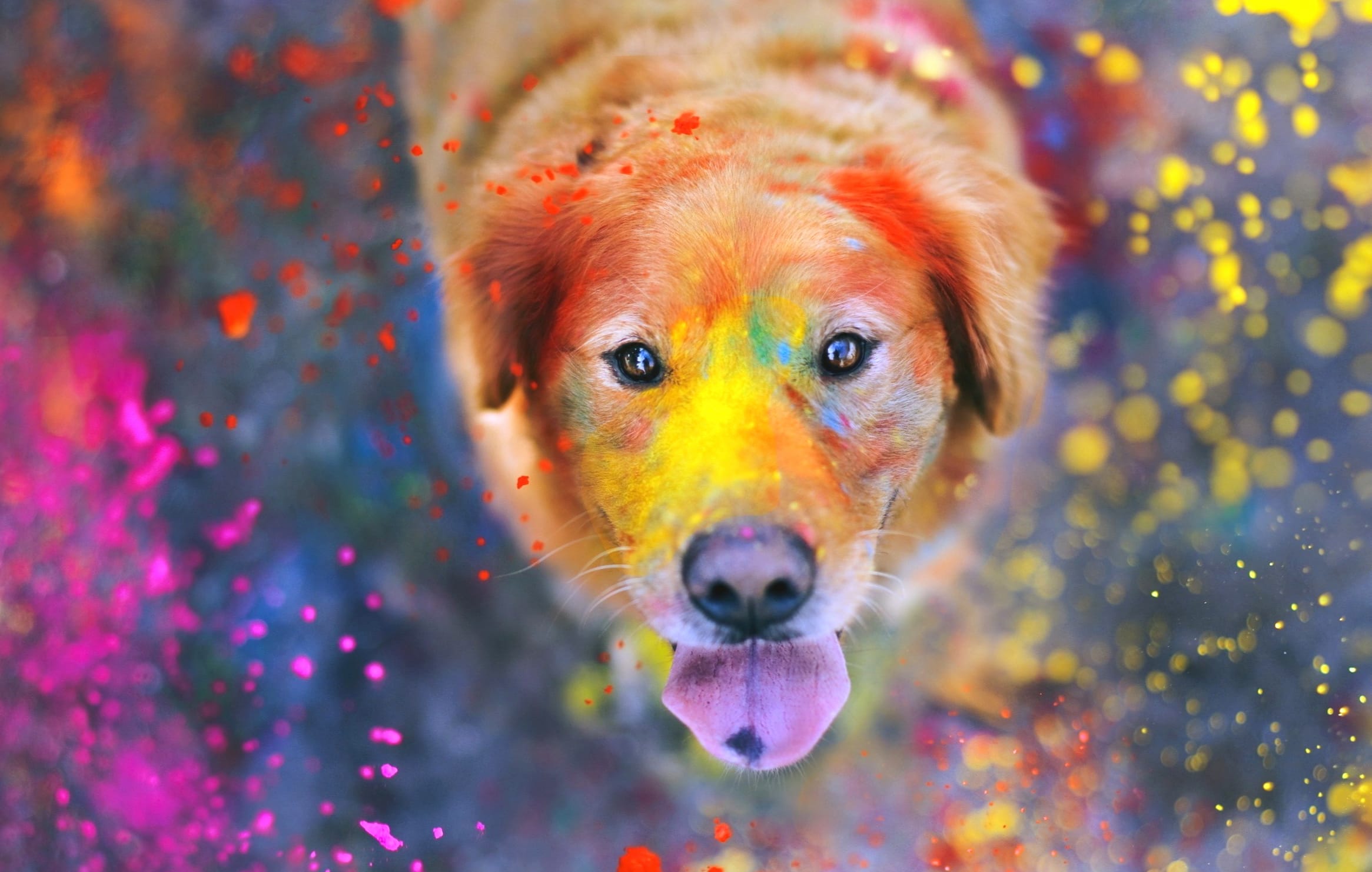 Golden Retriever Holi Celebration wallpapers HD Golden Retriever Holi Celebration wallpapers HD quality