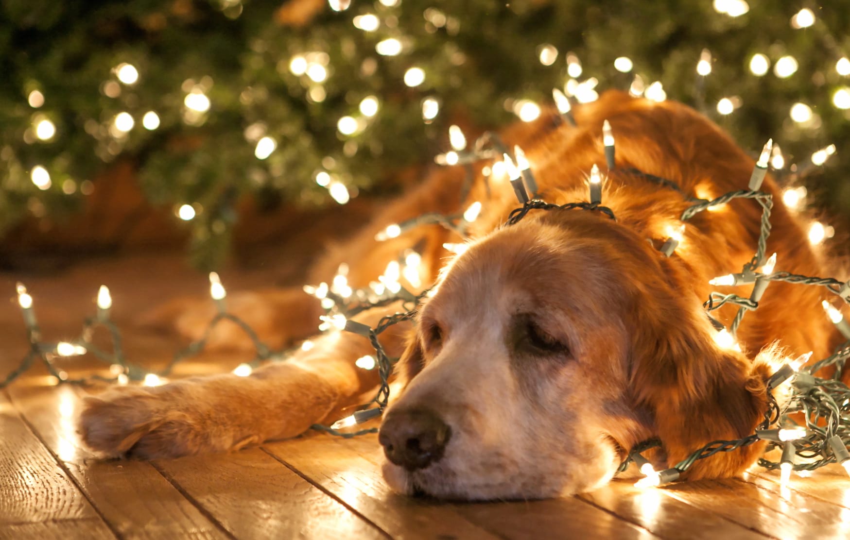 Golden Retriever Holiday Glow - at 1152 x 864 size wallpapers HD quality