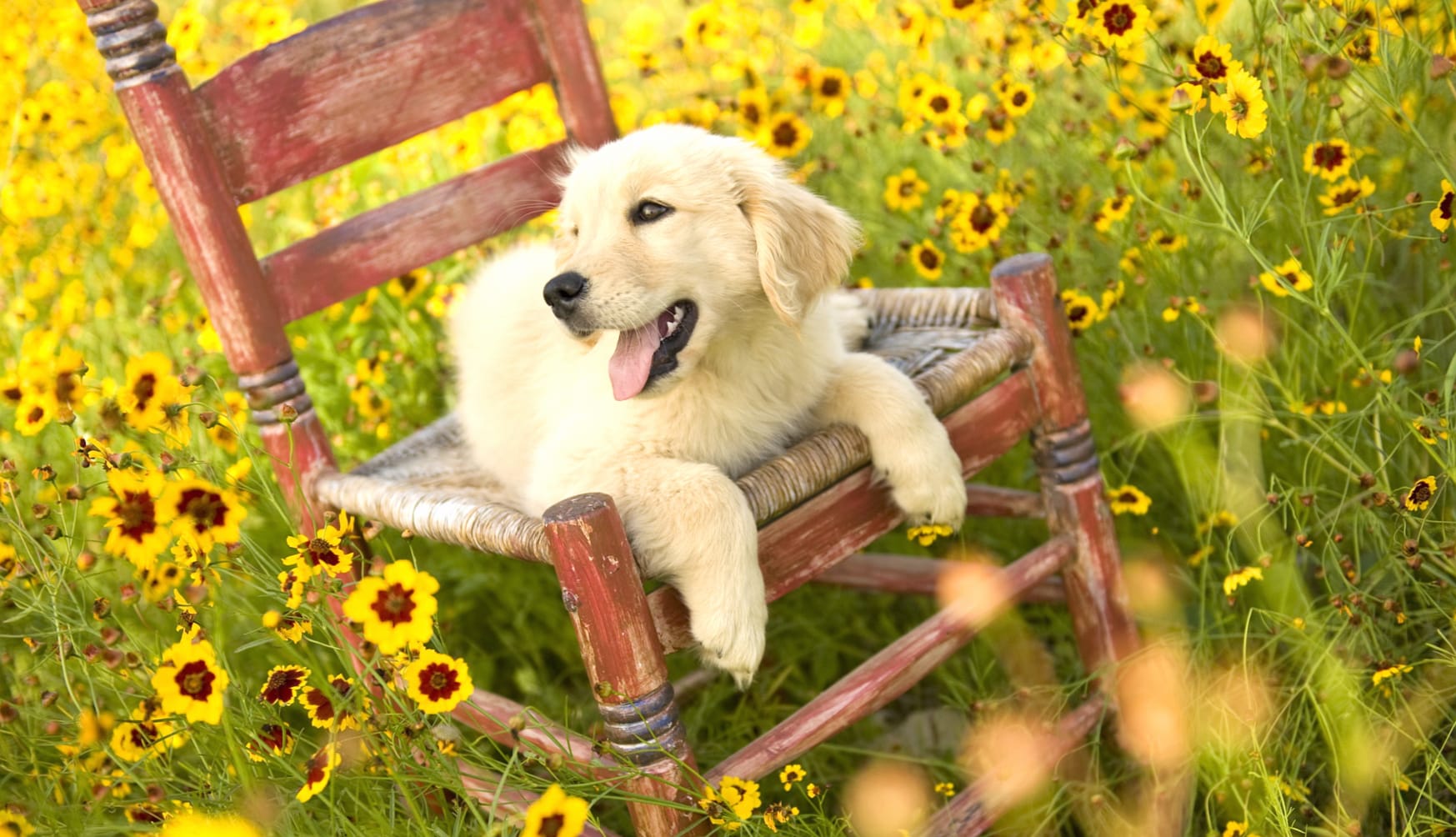 Golden Retriever in a Flower Field - at 1600 x 1200 size wallpapers HD quality