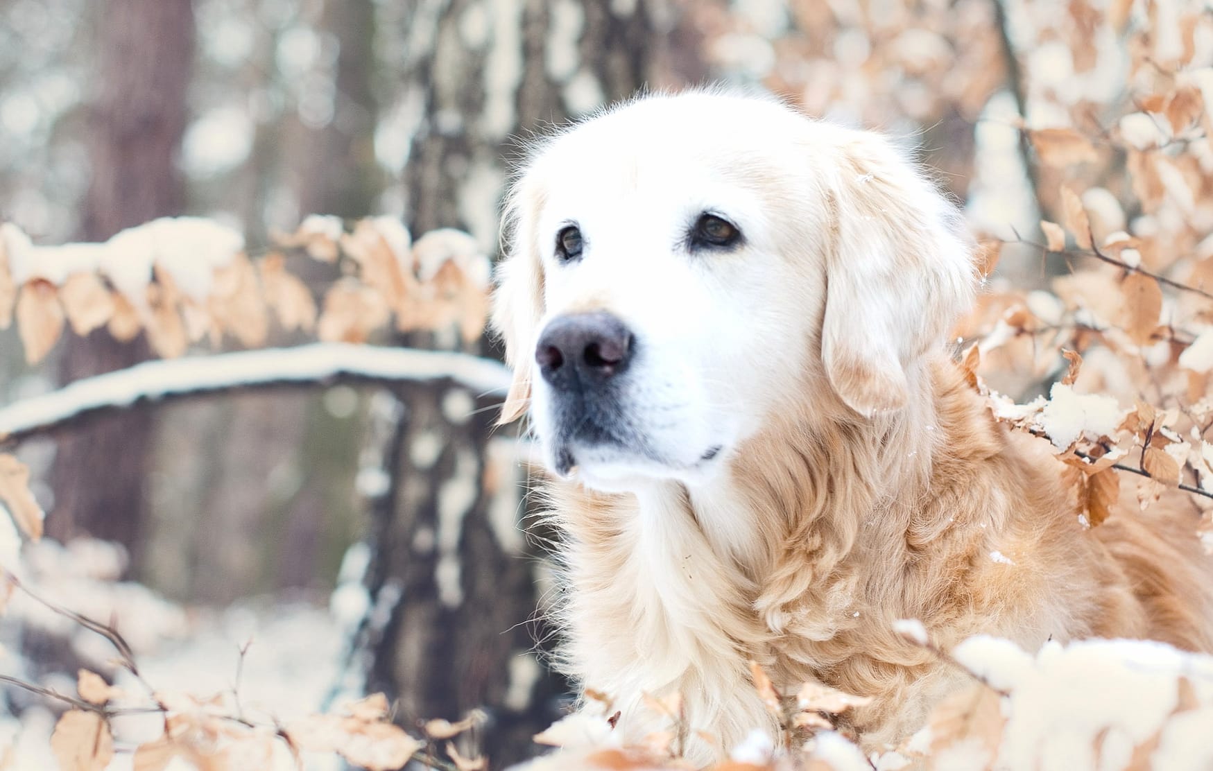 Golden Retriever in Nature Delight wallpapers HD quality