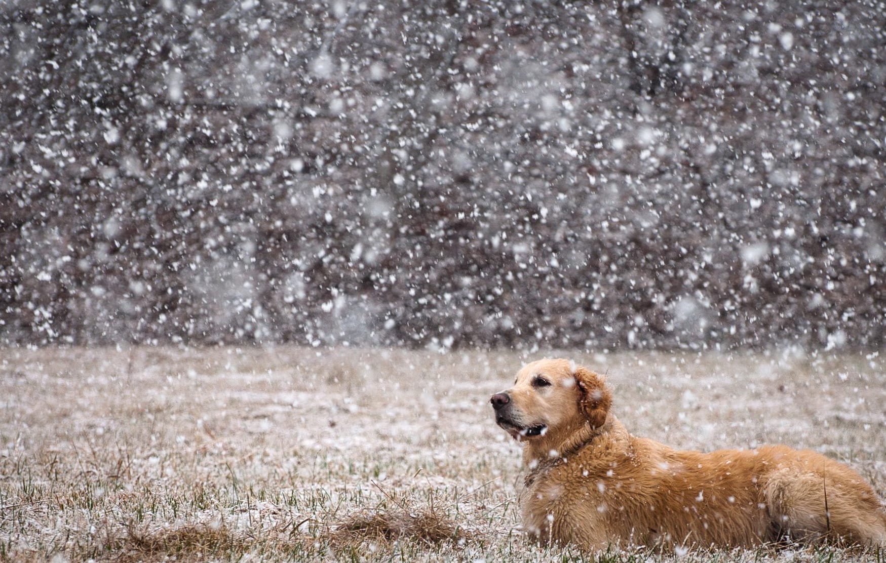 Golden Retriever in Snow Serene at 1024 x 768 size wallpapers HD quality