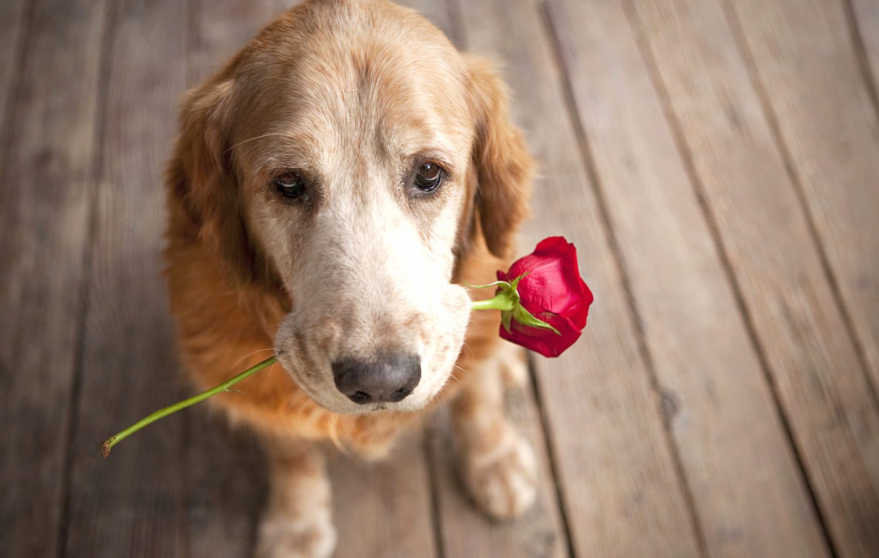 Golden Retriever Love Rose at 1024 x 1024 iPad size wallpapers HD quality