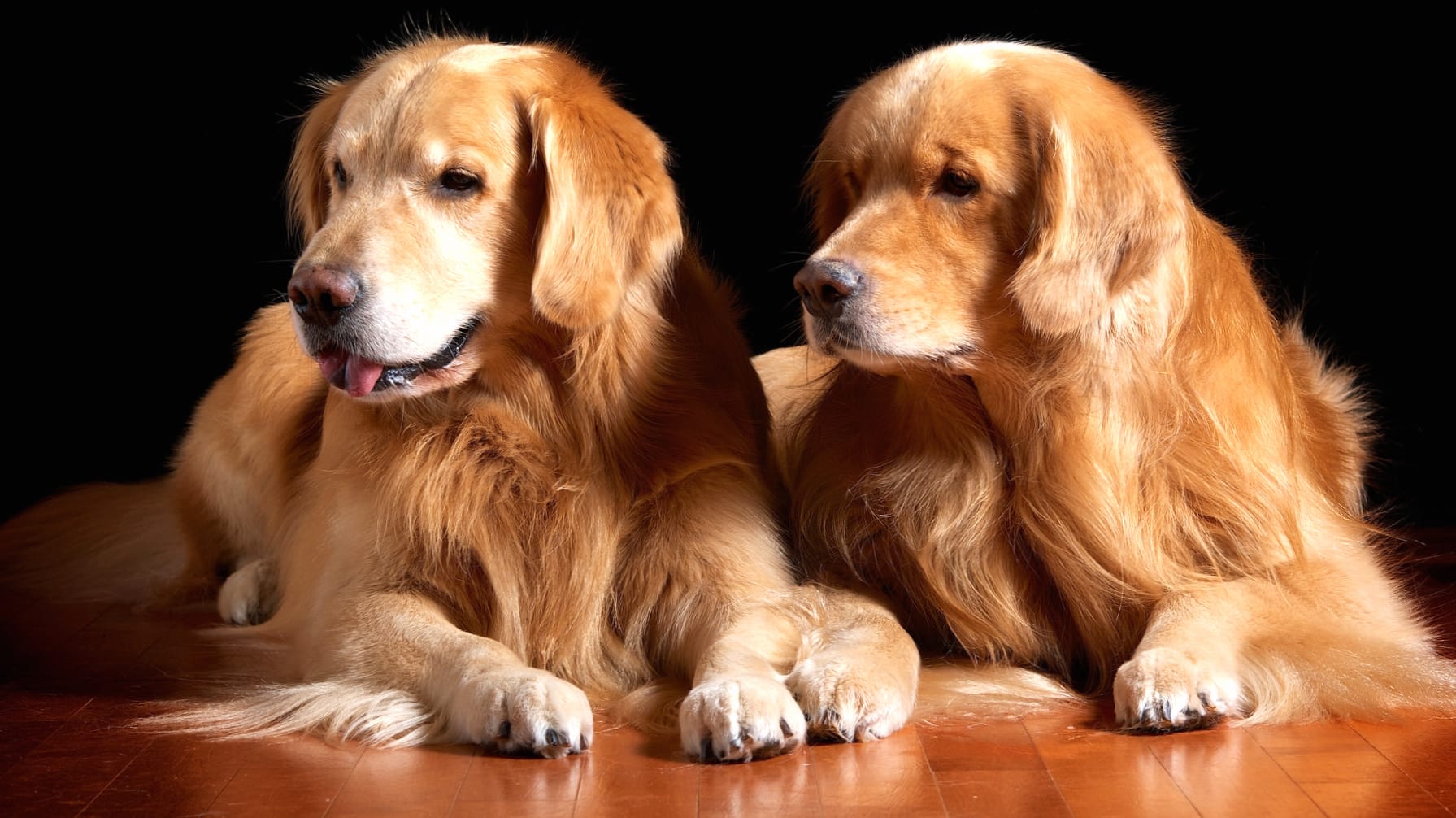 Golden Retriever Pals of Adorable Puppies at 1920 x 1080 HD size wallpapers HD quality