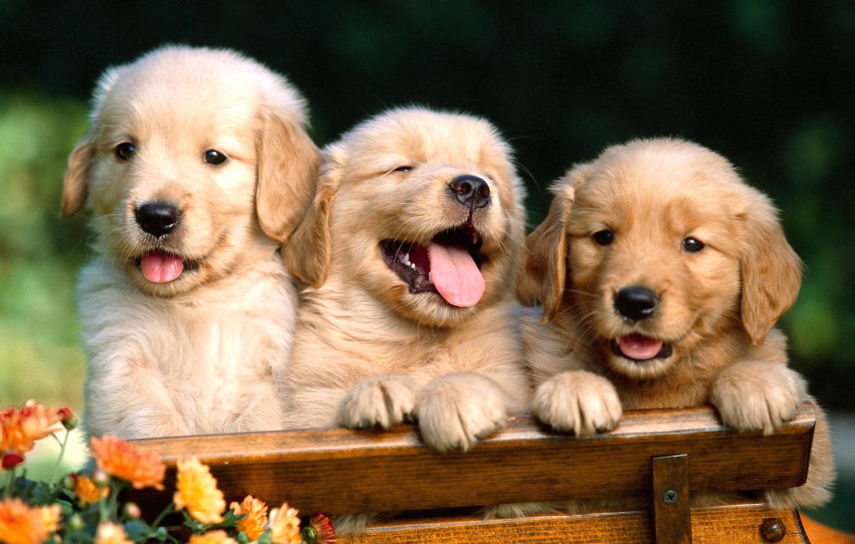 Golden Retriever Puppies wallpapers HD quality