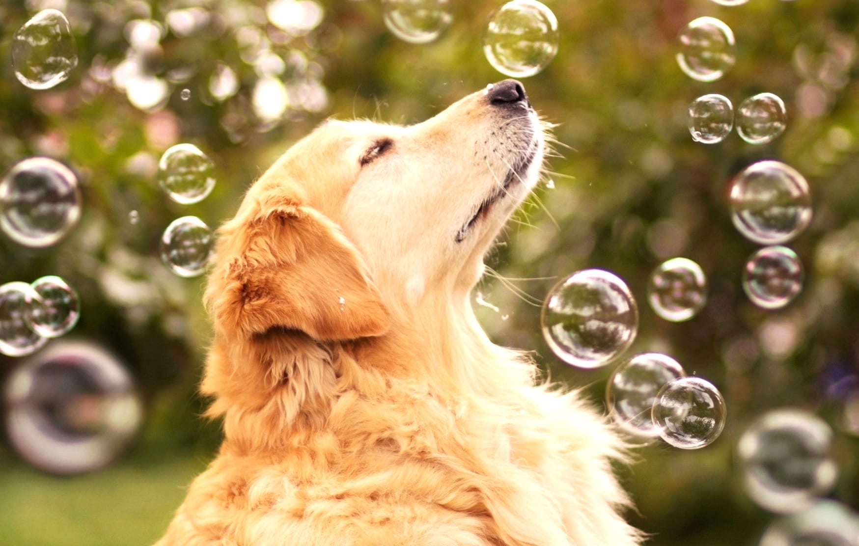 Golden Retriever with Bubbles at 1536 x 864 HD size wallpapers HD quality