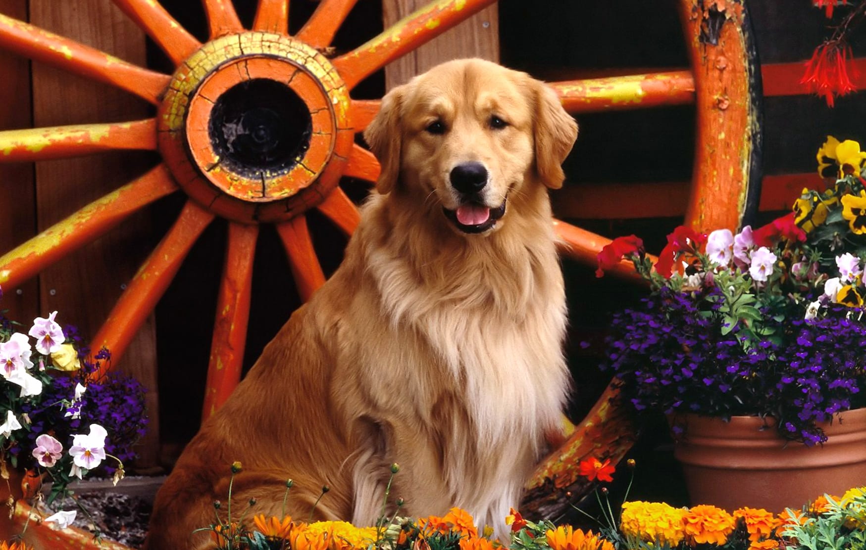 Golden Retriever with Flowers - wallpapers HD quality