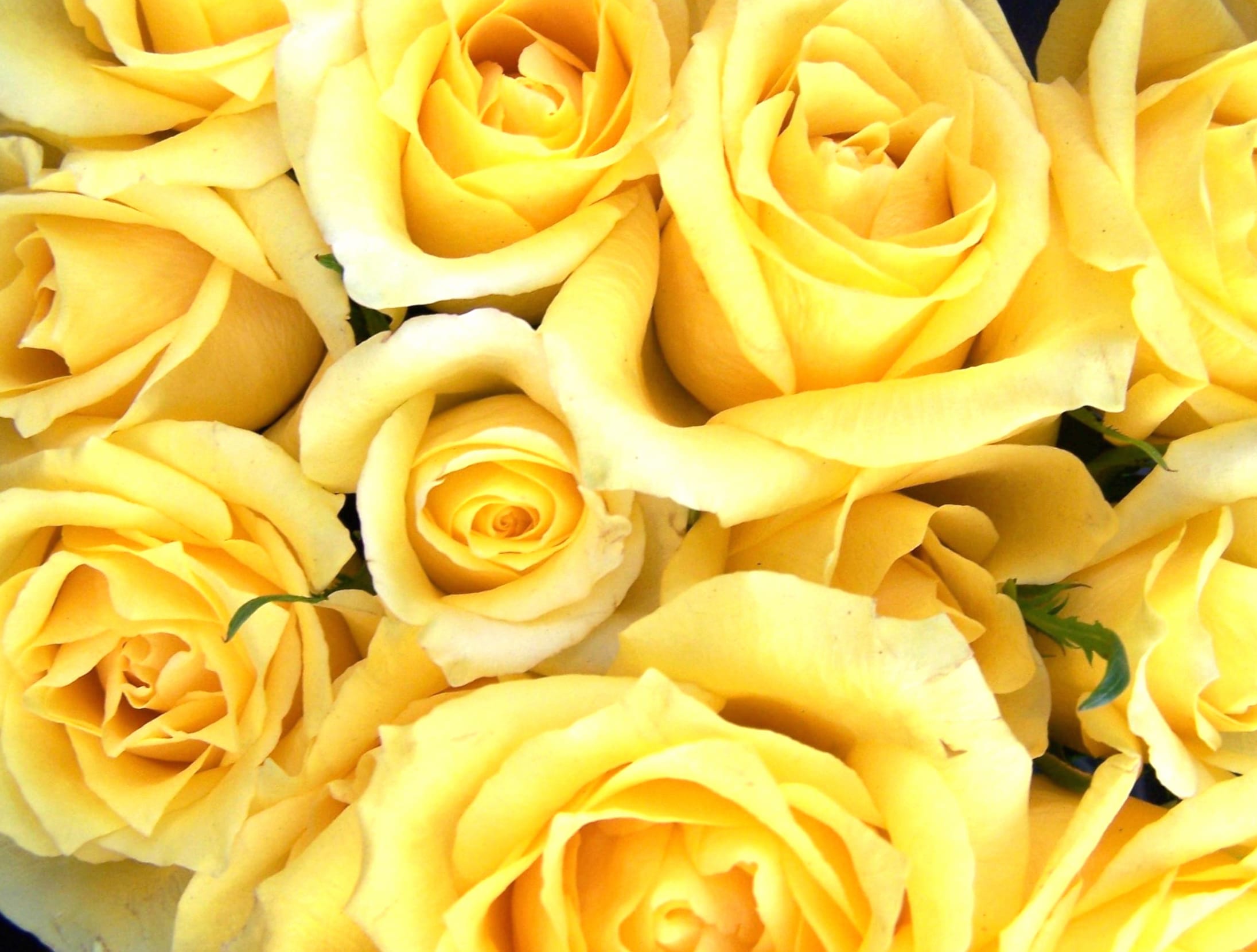 Golden Rose Blossoms at 320 x 480 iPhone size wallpapers HD quality