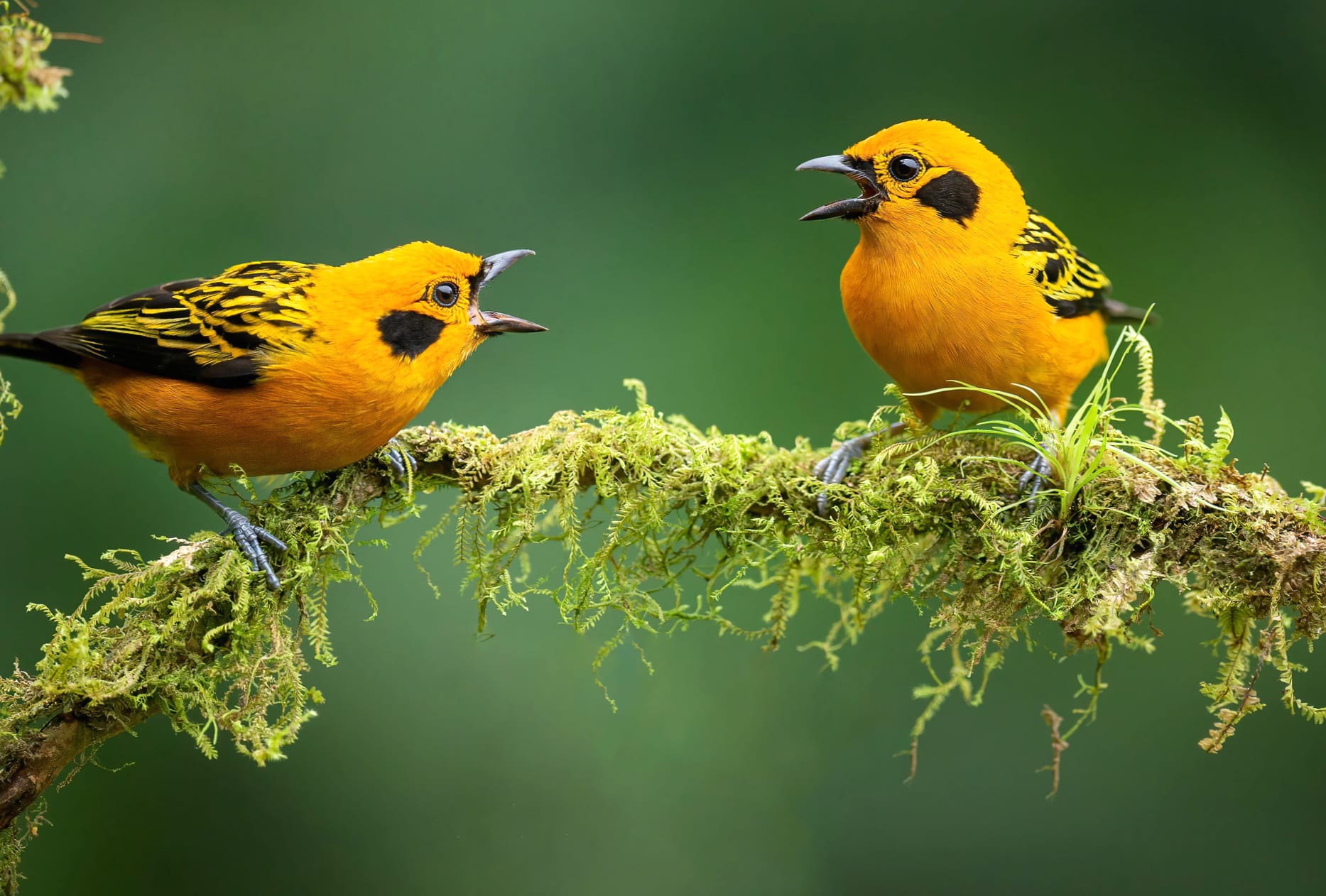 Golden Tanager Animal Tanager at 1280 x 960 size wallpapers HD quality