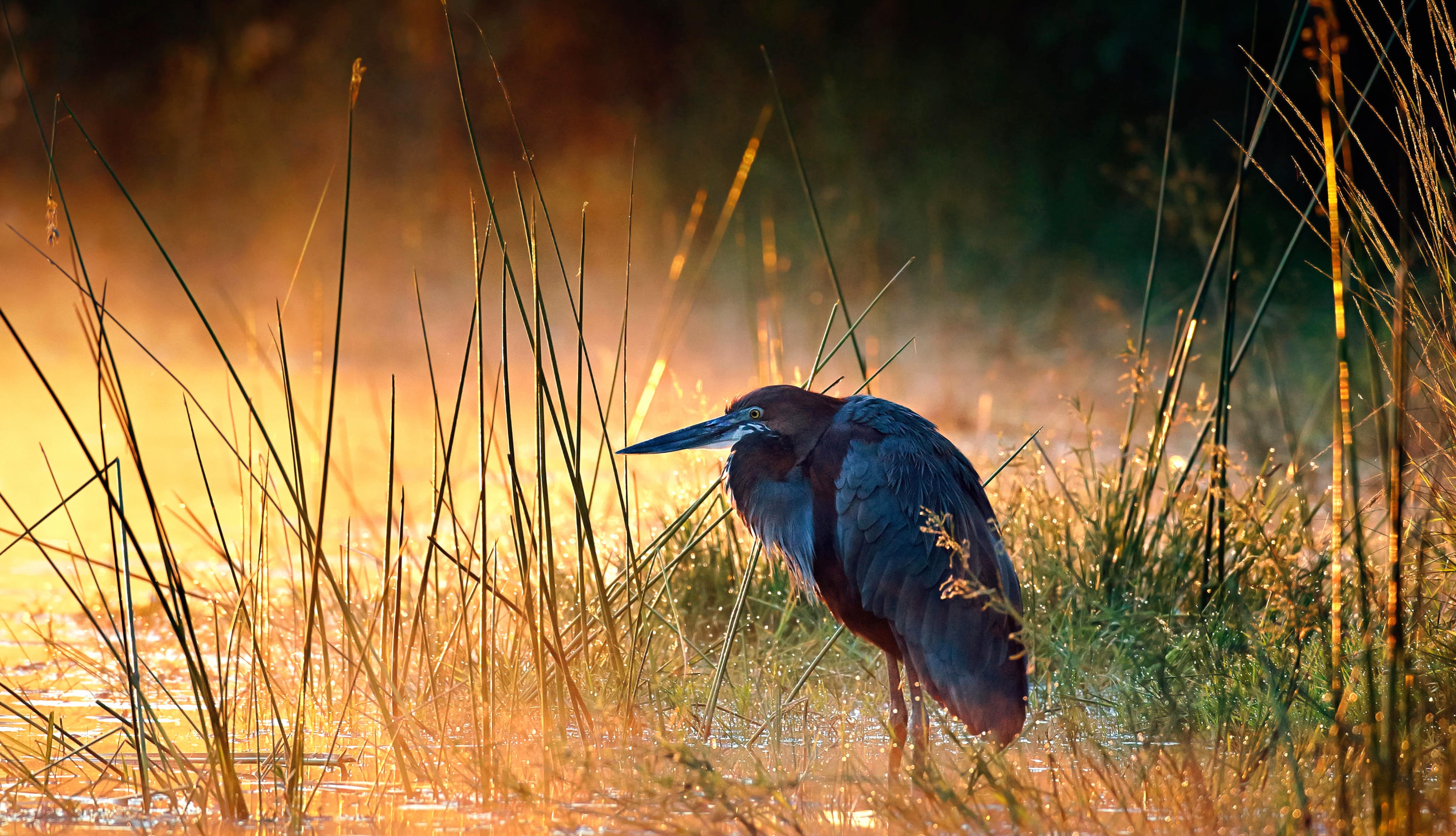 Goliath Heron Animal Heron wallpapers HD quality