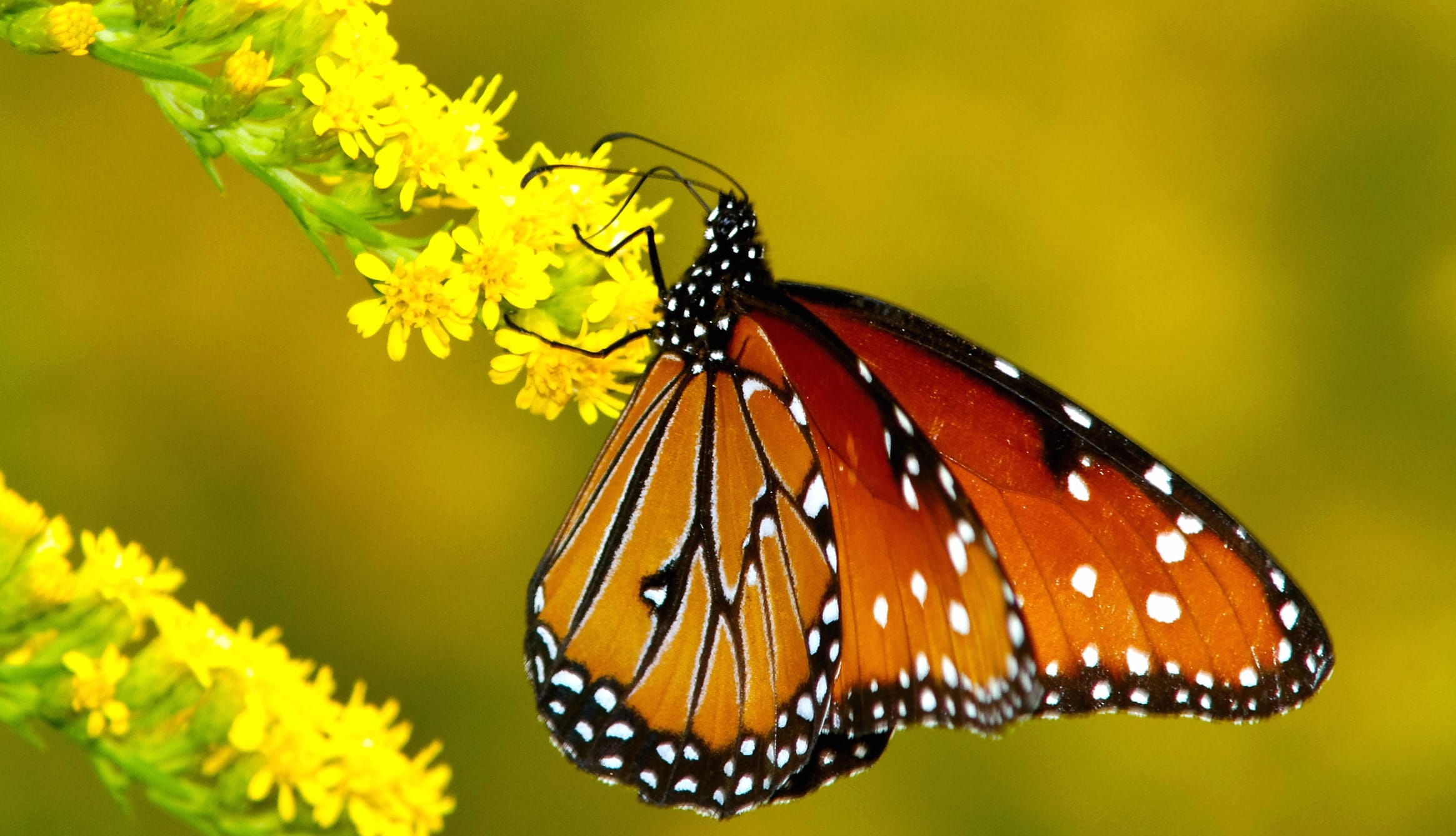 Graceful Butterfly on Bloom at 1280 x 960 size wallpapers HD quality