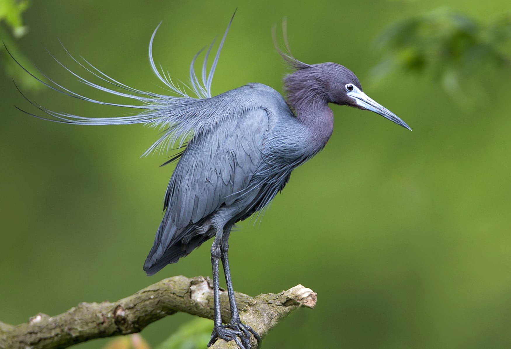 Graceful Little Blue Heron - at 750 x 1334 iPhone 6 size wallpapers HD quality