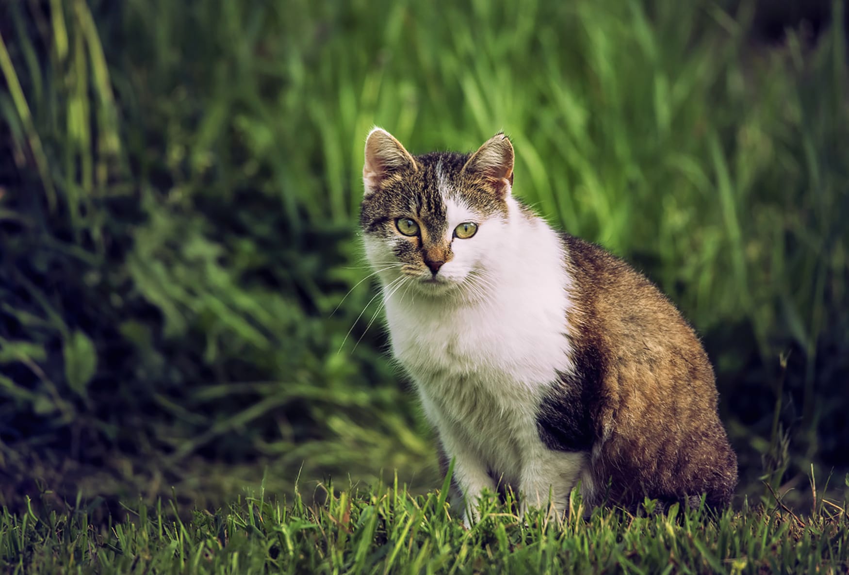 Grass Animal Cat wallpapers HD quality