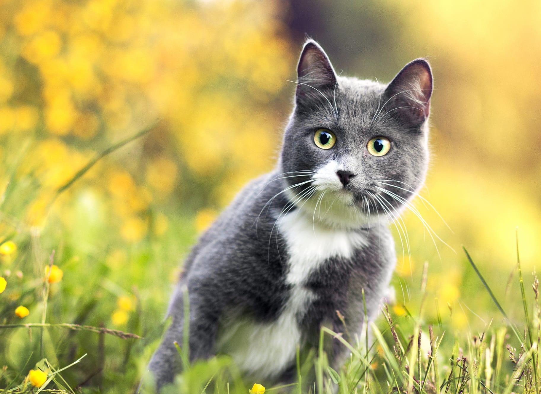 Grass Bokeh Animal Cat at 1334 x 750 iPhone 7 size wallpapers HD quality