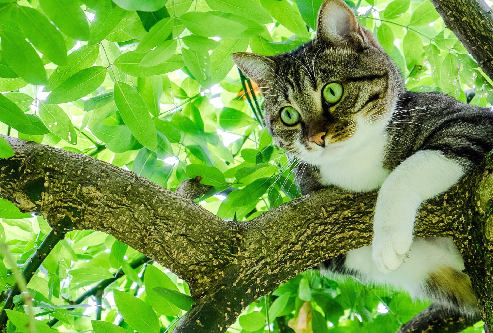 Green-eyed Cat in Tree - wallpapers HD quality