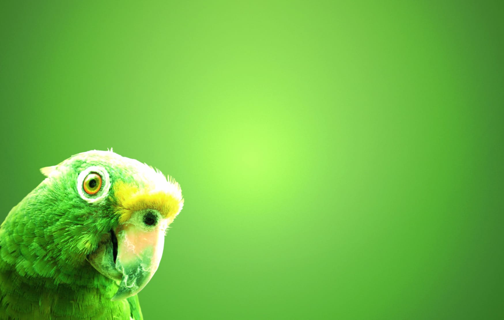 Green Bird Animal Parrot at 750 x 1334 iPhone 6 size wallpapers HD quality