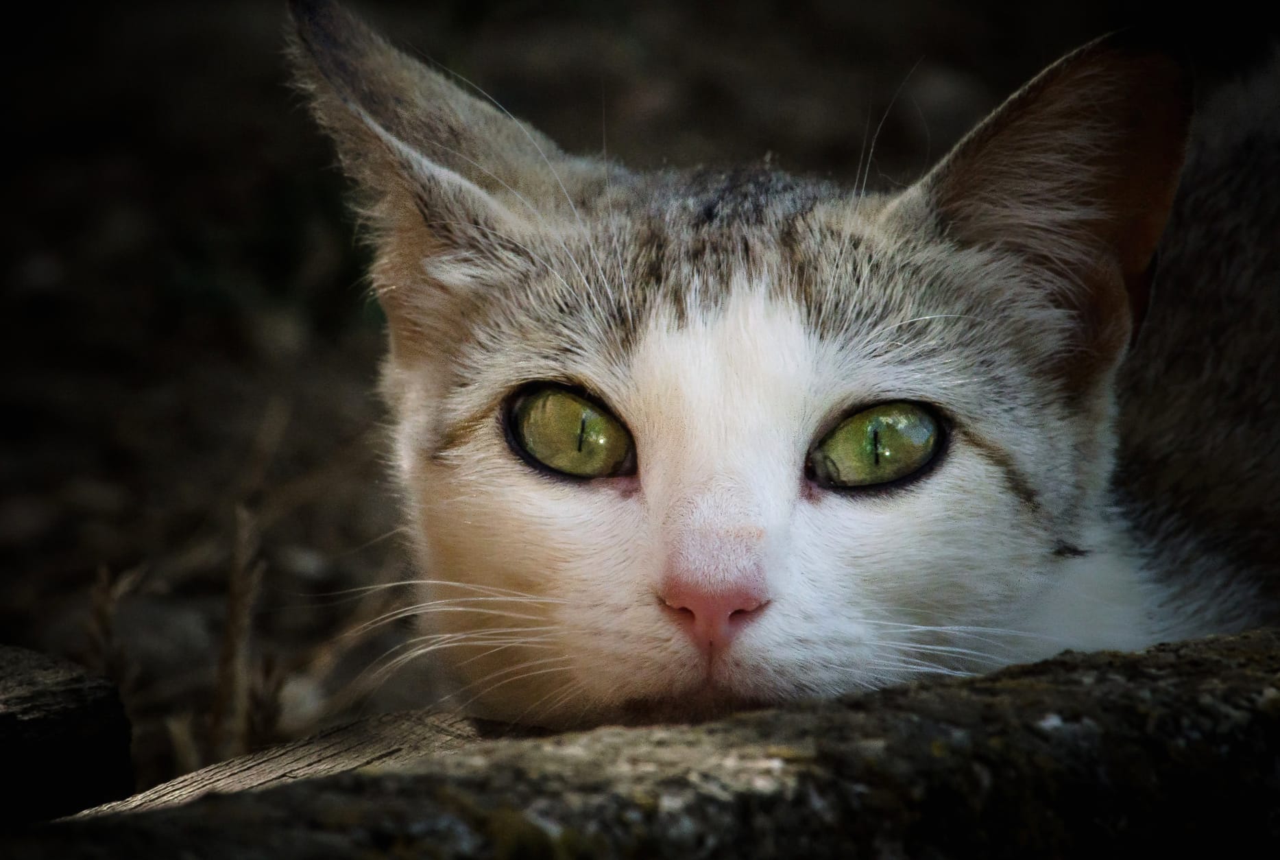 Green Eyes Stare Animal Cat at 2560 x 1440 HD size wallpapers HD quality