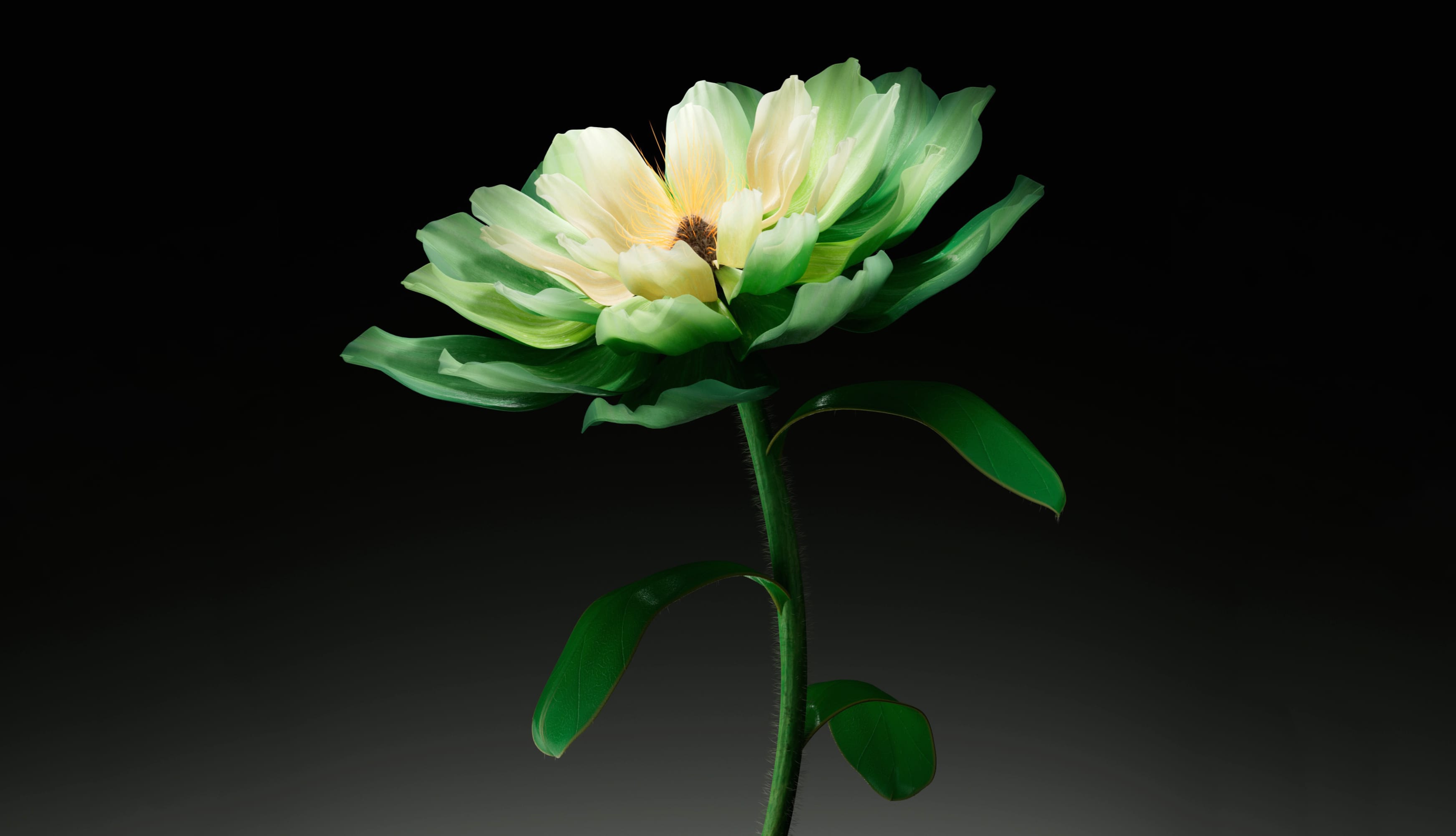 Green flower Dark background wallpapers HD quality