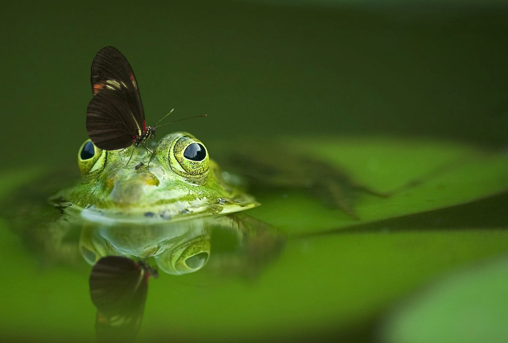 Green Frog and Butterfly at 1920 x 1080 HD size wallpapers HD quality