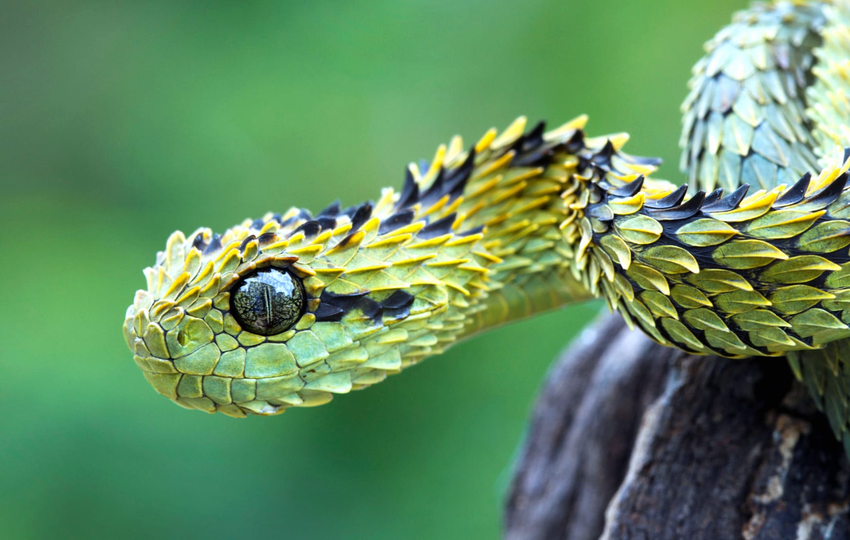 Green Viper wallpapers HD Green Viper wallpapers HD quality
