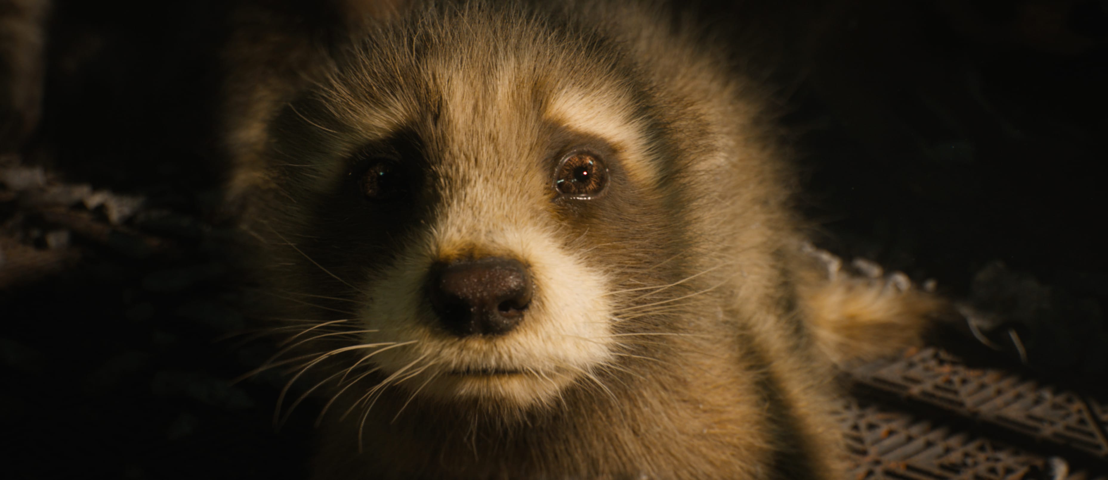 Guardians of the Galaxy 3 Enigmatic Rocket Raccoon at 1920 x 1080 HD size wallpapers HD quality