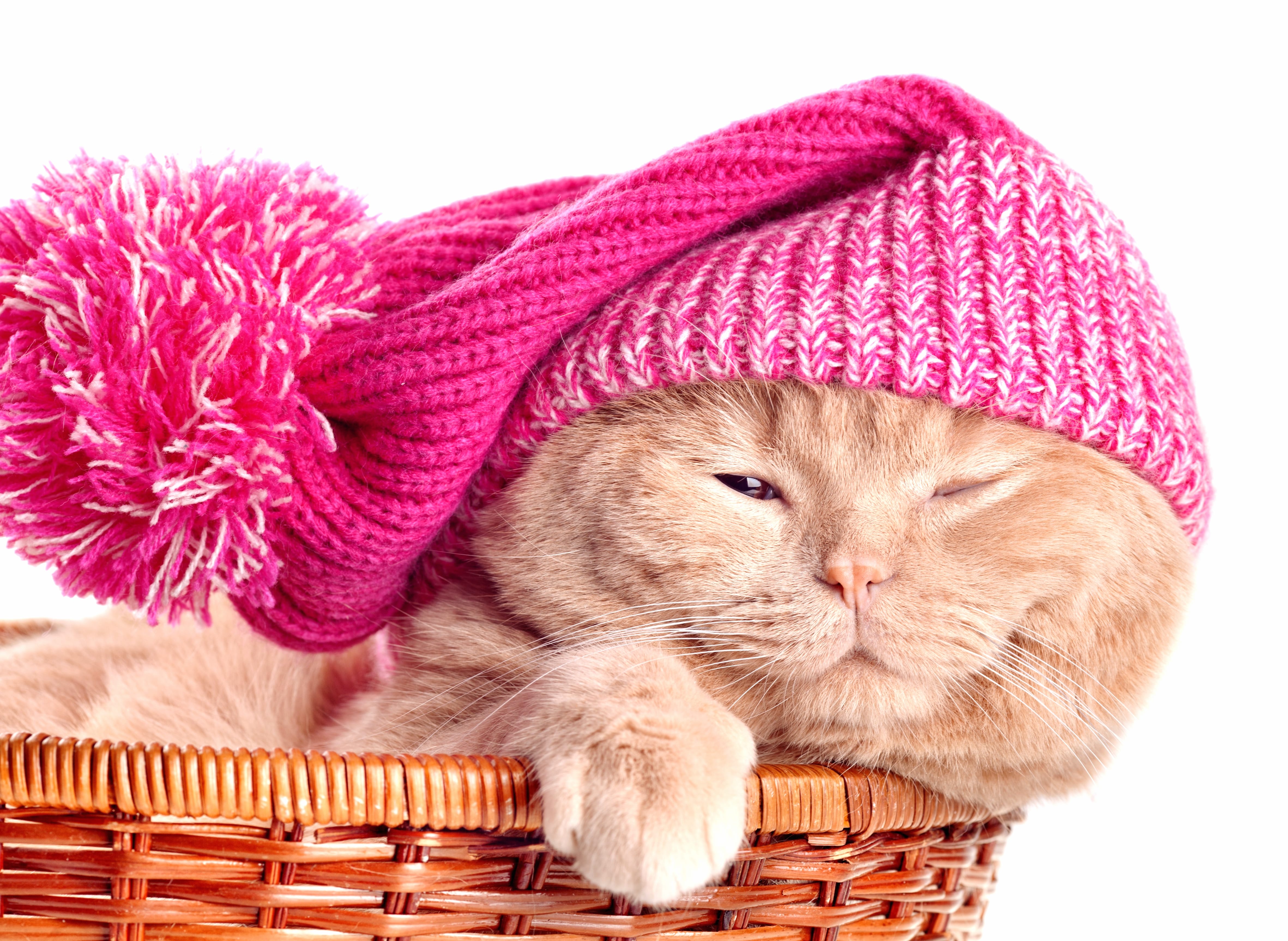 Hat Basket Animal Cat wallpapers HD Hat Basket Animal Cat wallpapers HD quality
