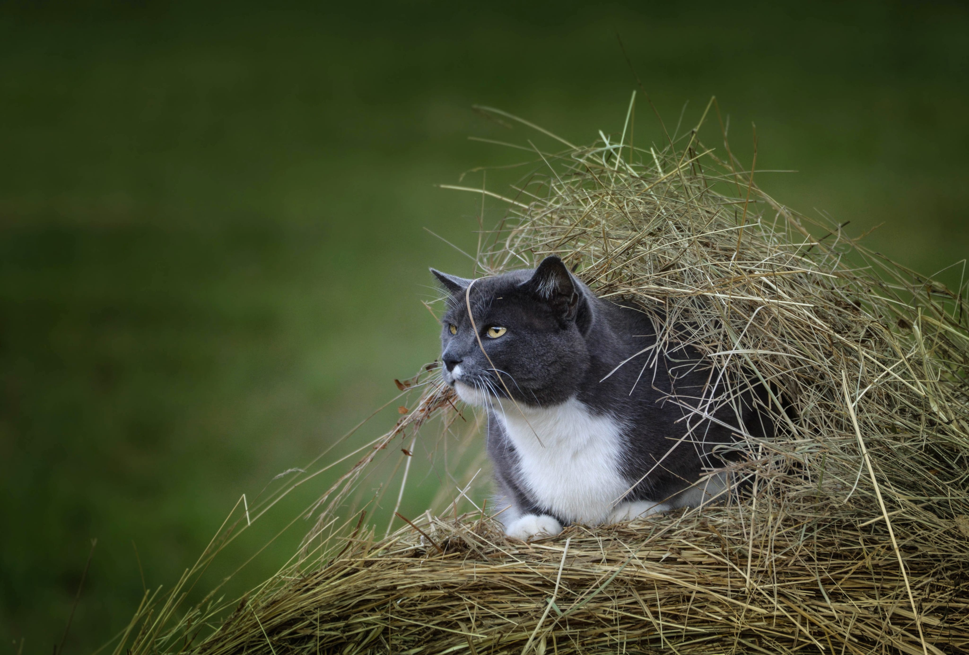 Haystack Depth Of Field Animal Cat wallpapers HD quality