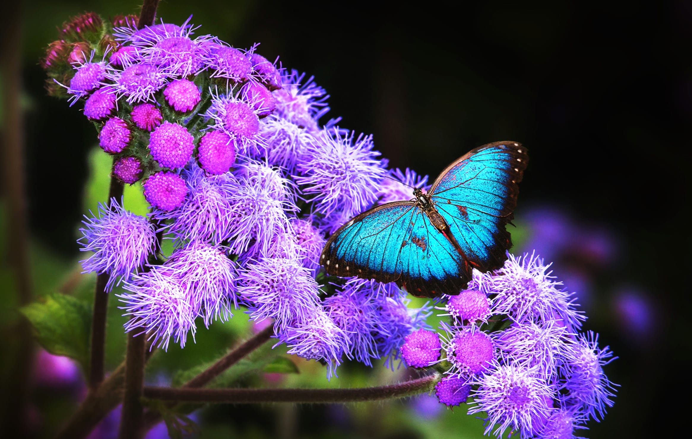 HD Butterfly Bliss Wallpaper wallpapers HD quality