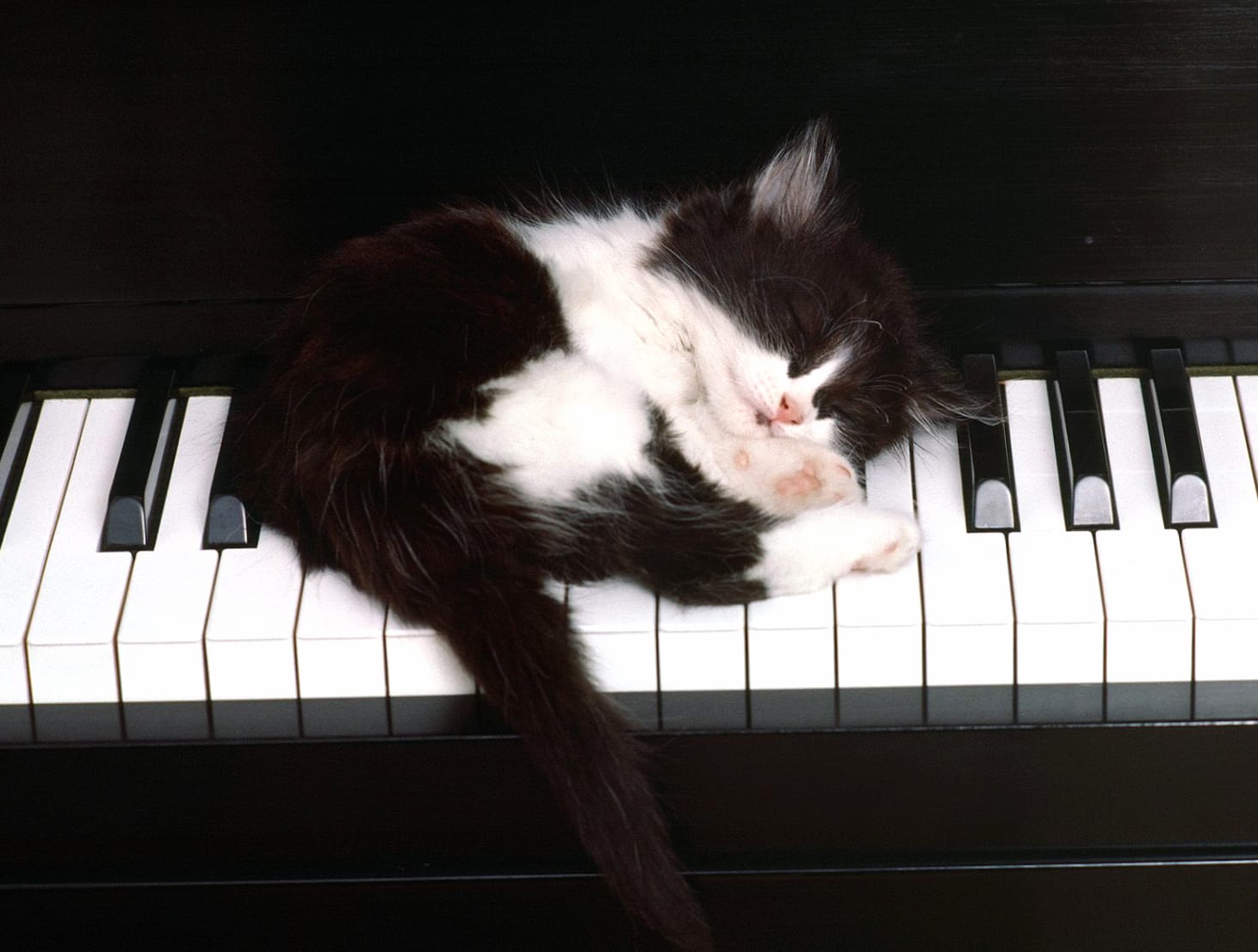 HD Cat on Piano Wallpaper wallpapers HD quality