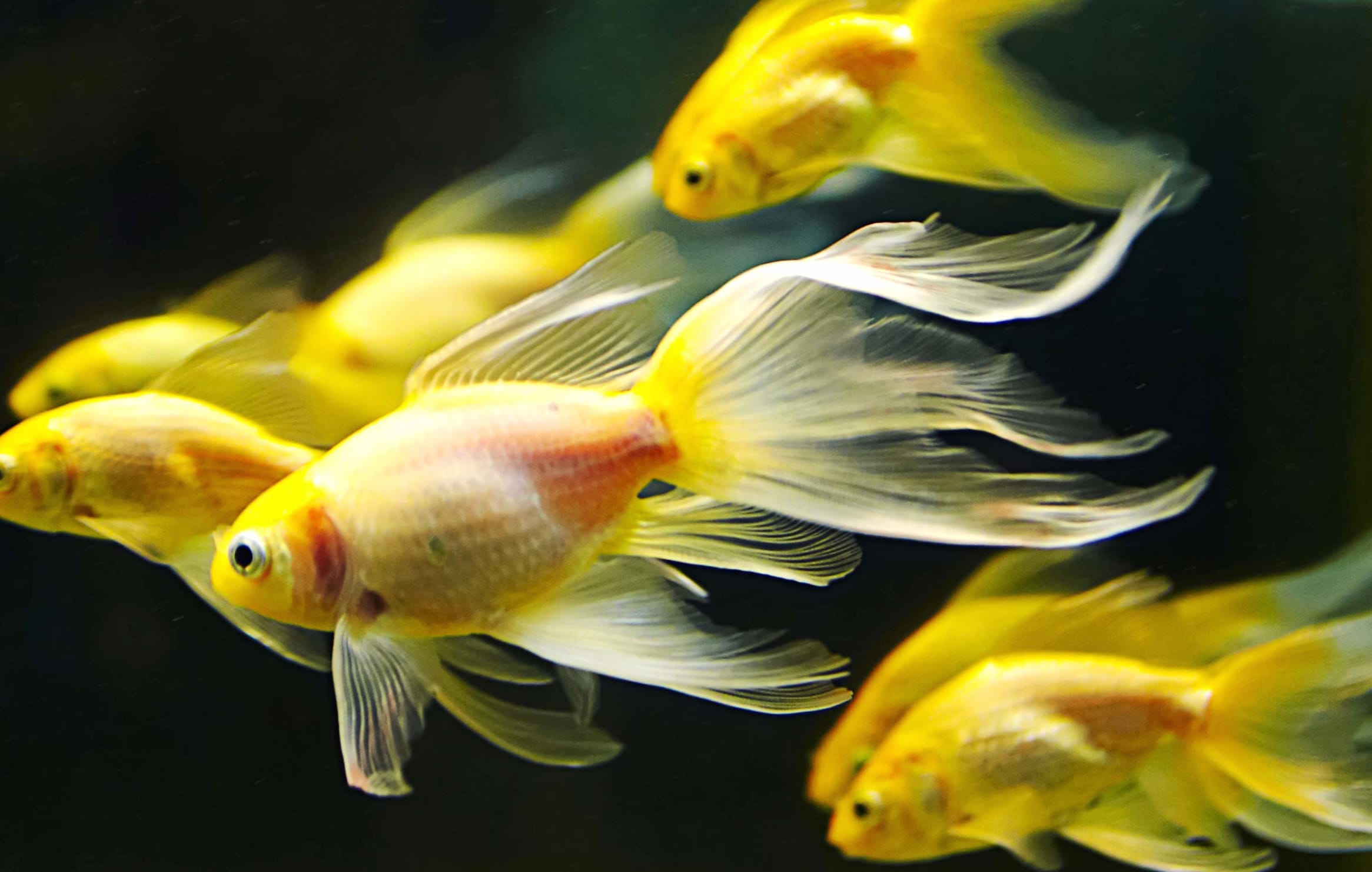 HD Goldfish Aquarium Wallpaper wallpapers HD quality