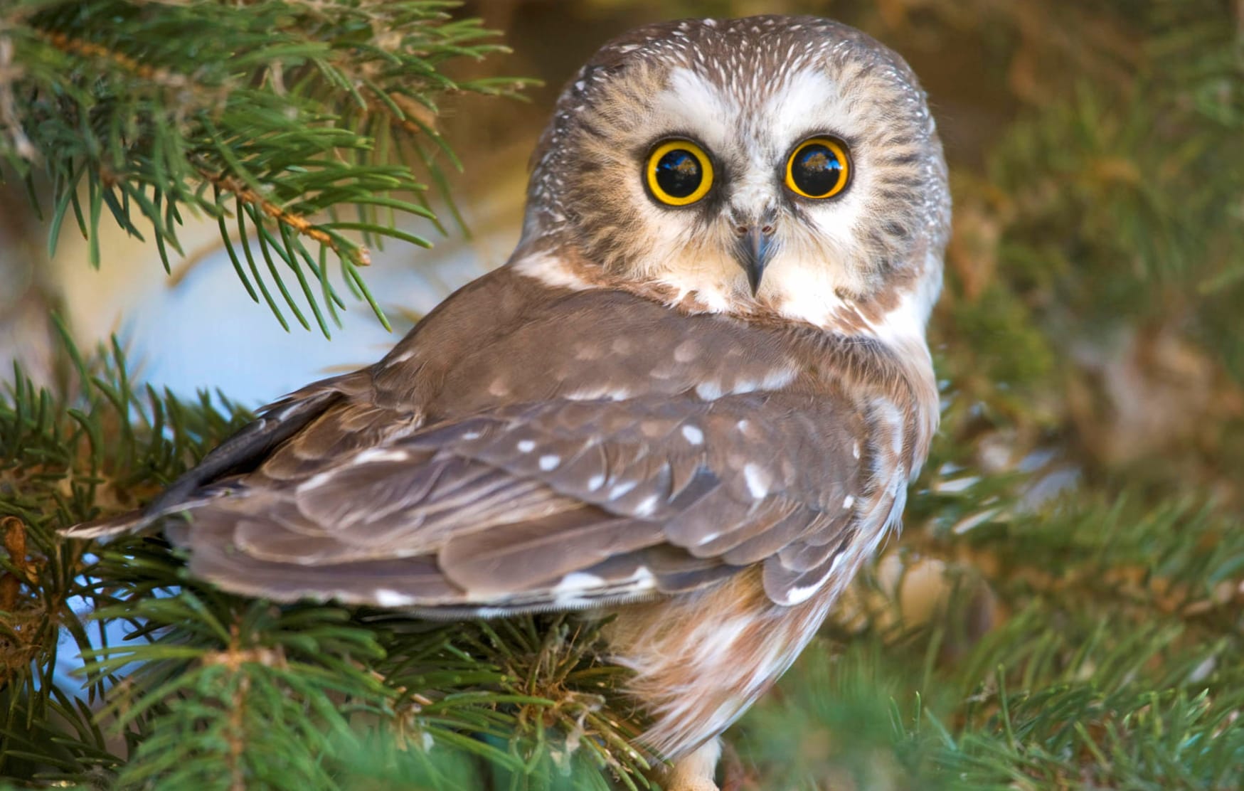 HD Owl Wallpaper - Captivating Bird Image at 2560 x 1440 HD size wallpapers HD quality