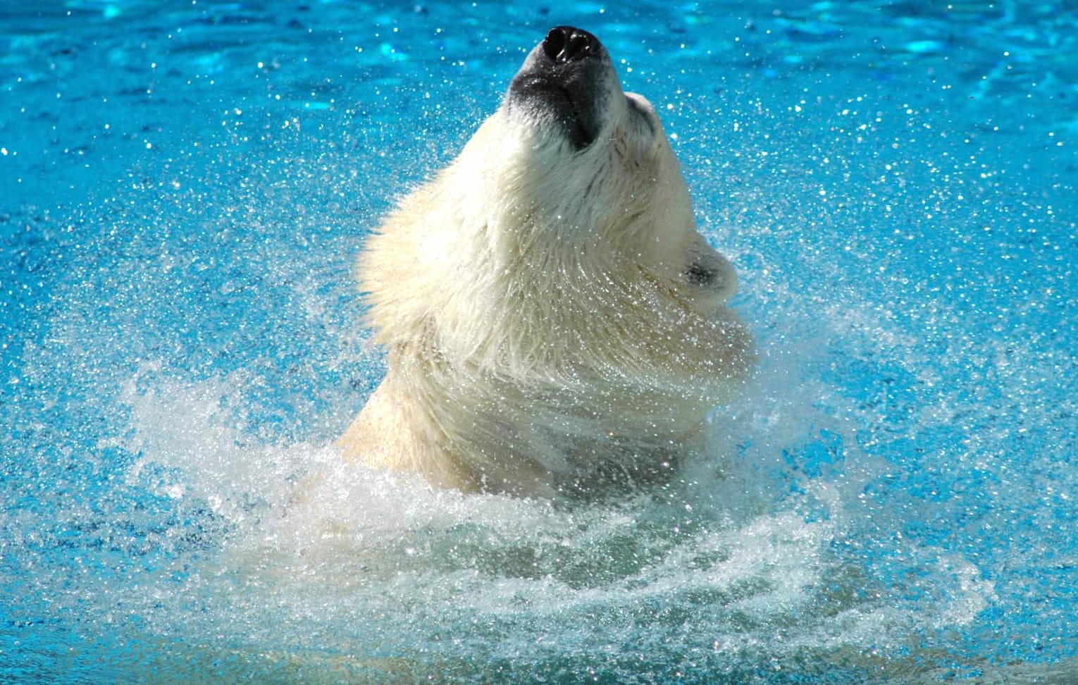 HD Polar Bear Splash Wallpaper wallpapers HD HD Polar Bear Splash Wallpaper wallpapers HD quality