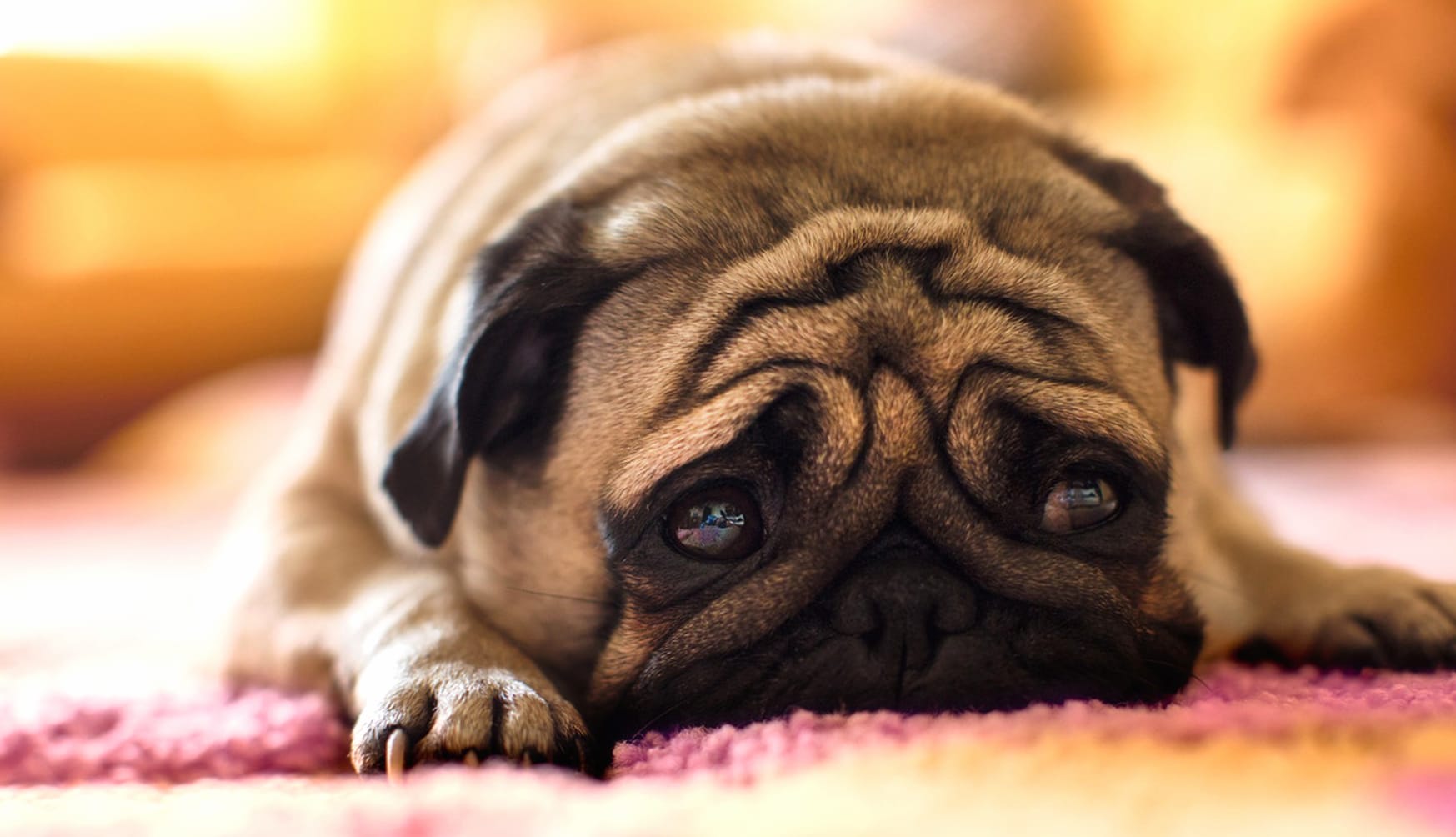 HD Pug Wallpaper Cozy Canine Charm at 1280 x 720 HD size wallpapers HD quality