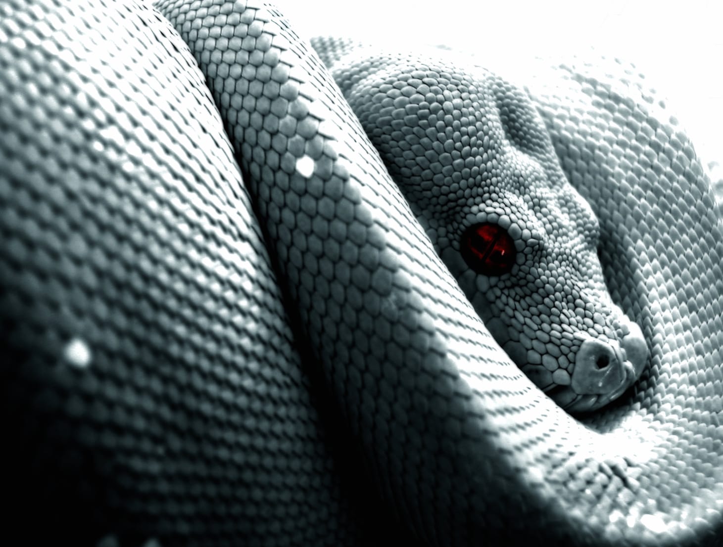 HD Python Wallpaper - Serpent Majesty at 1152 x 864 size wallpapers HD quality